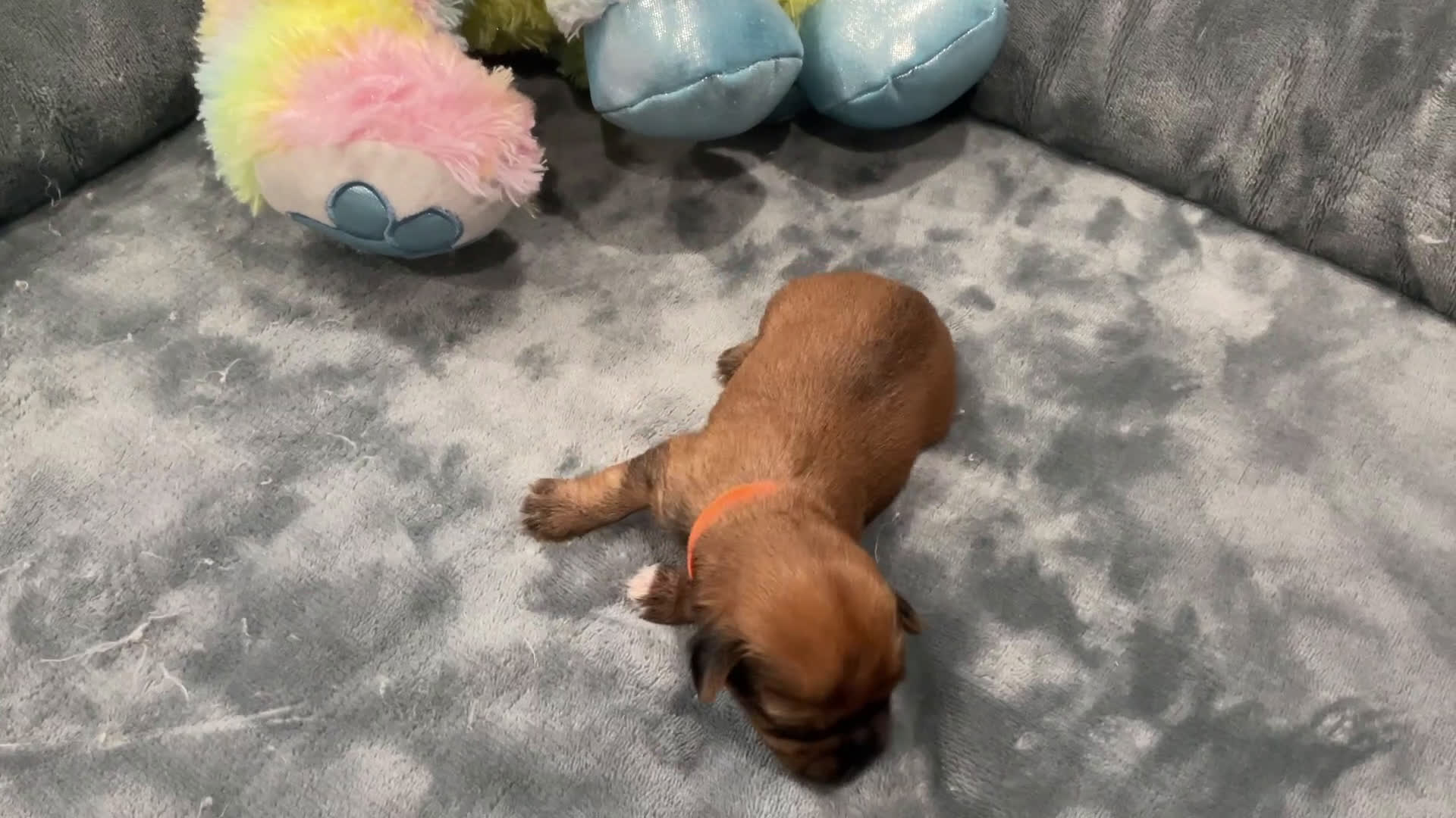 Shorkie dogs for sale: Luigi - Video 1