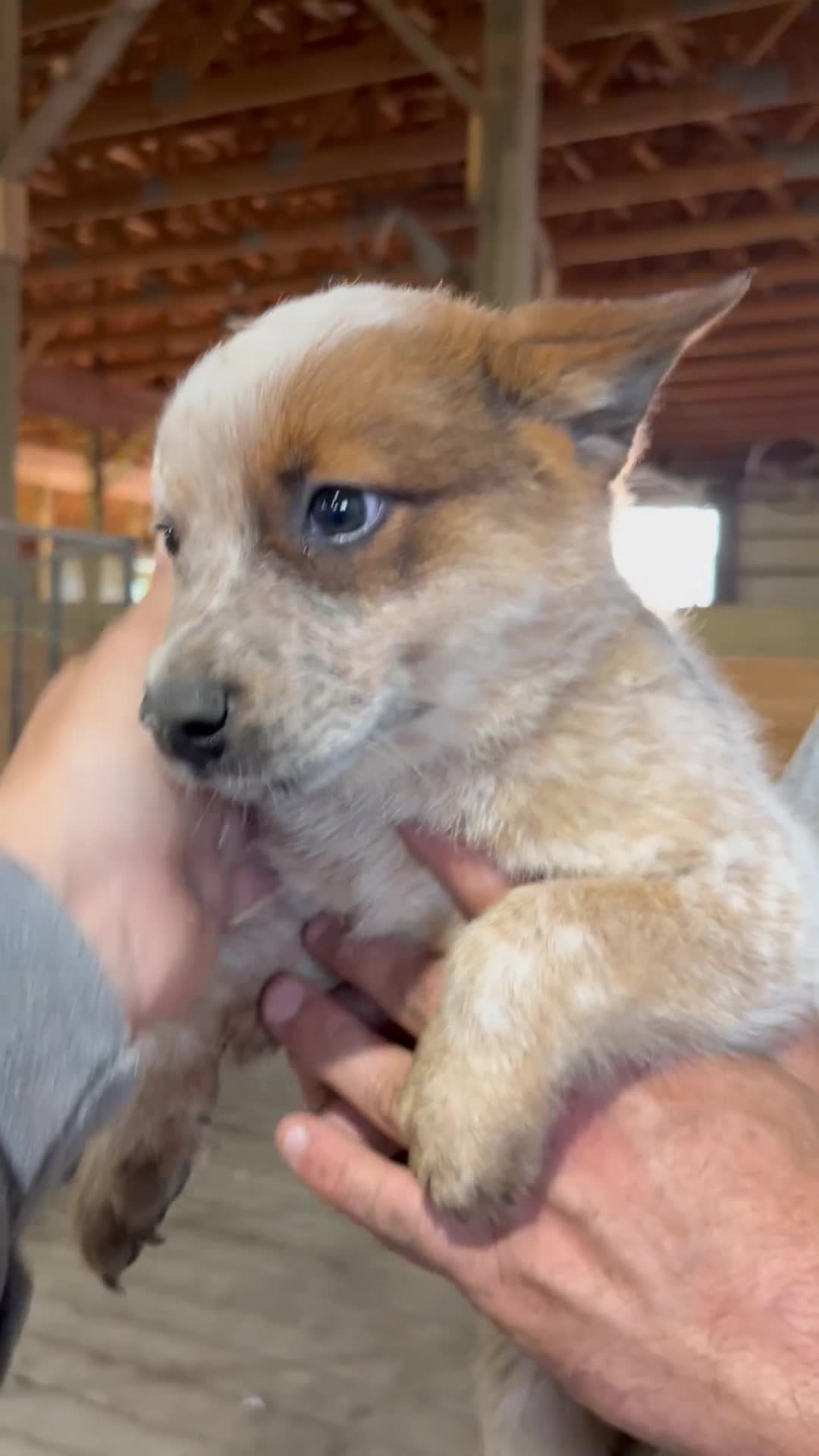 Australian Cattle Dog dogs for sale: Axel - Video 1