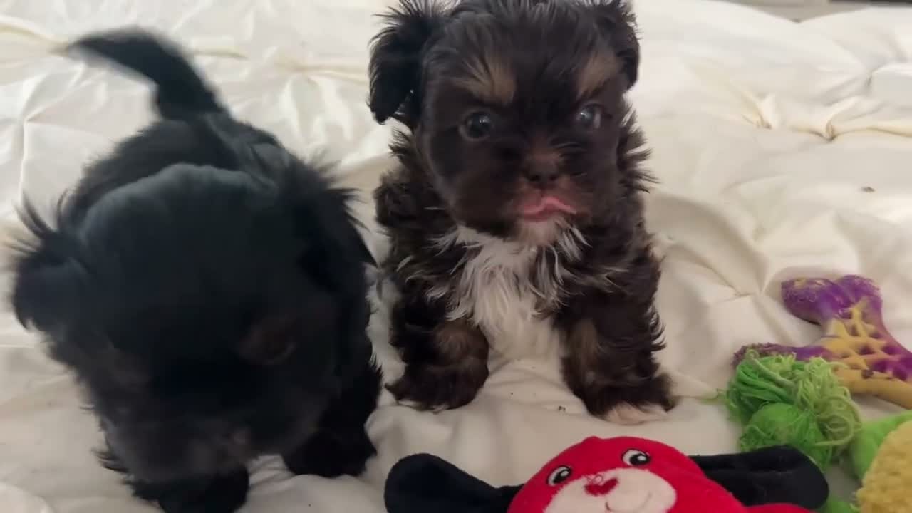 Shih Tzu dogs for sale: Reba - Video 2