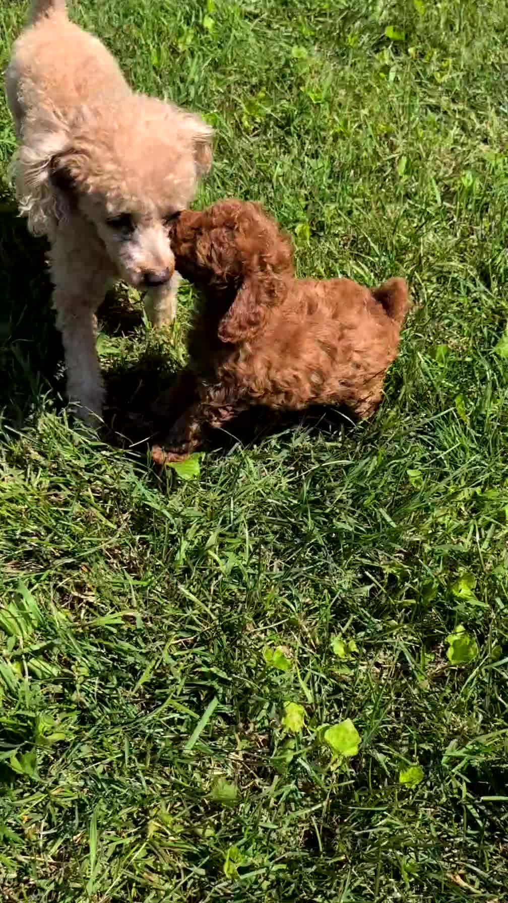 Toy Poodle dogs for sale: Bella - Video 1