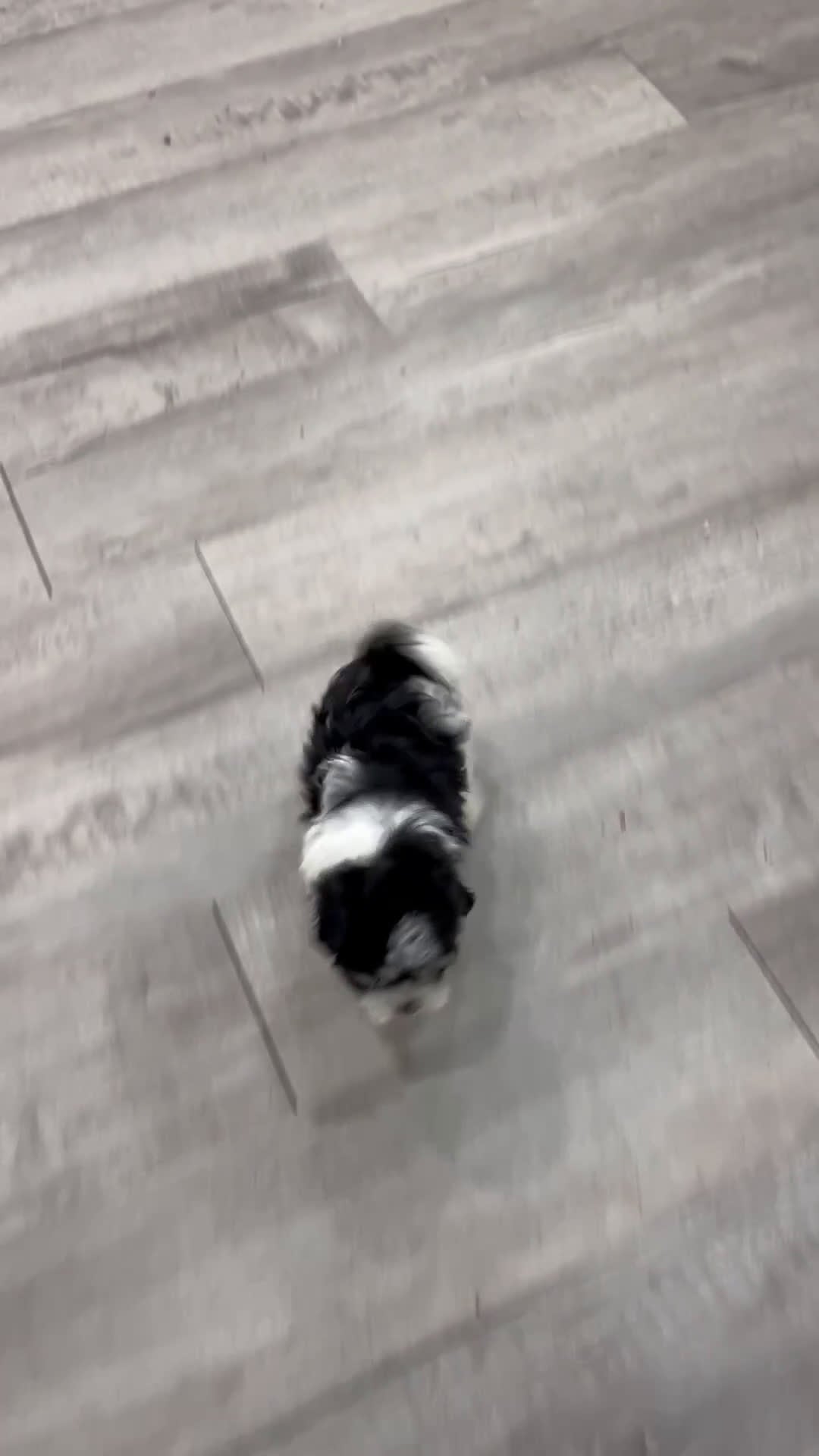 Havanese dogs for sale: Abby - Video 1