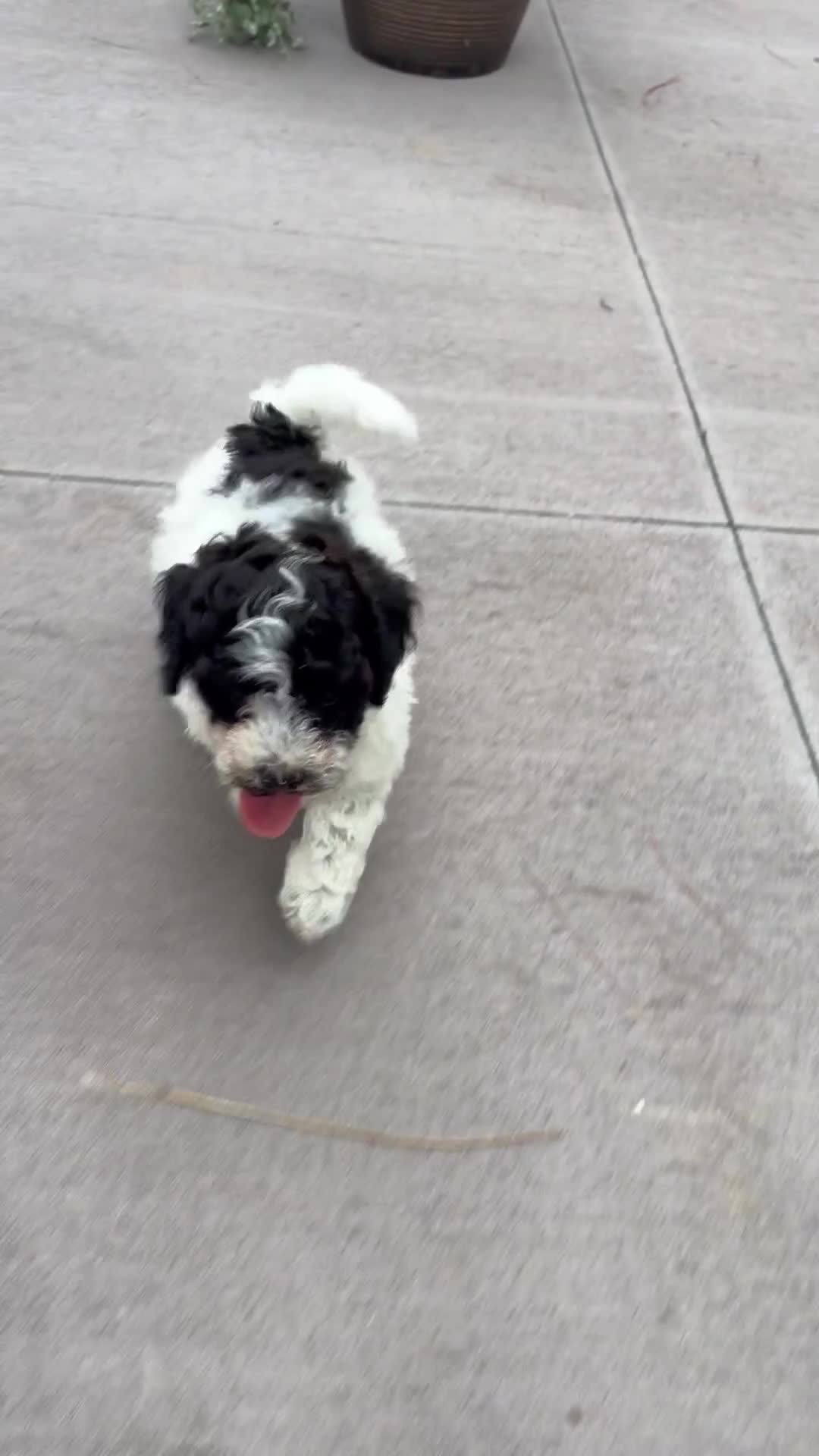 Havapoo dogs for sale:  Bounce - Video 1