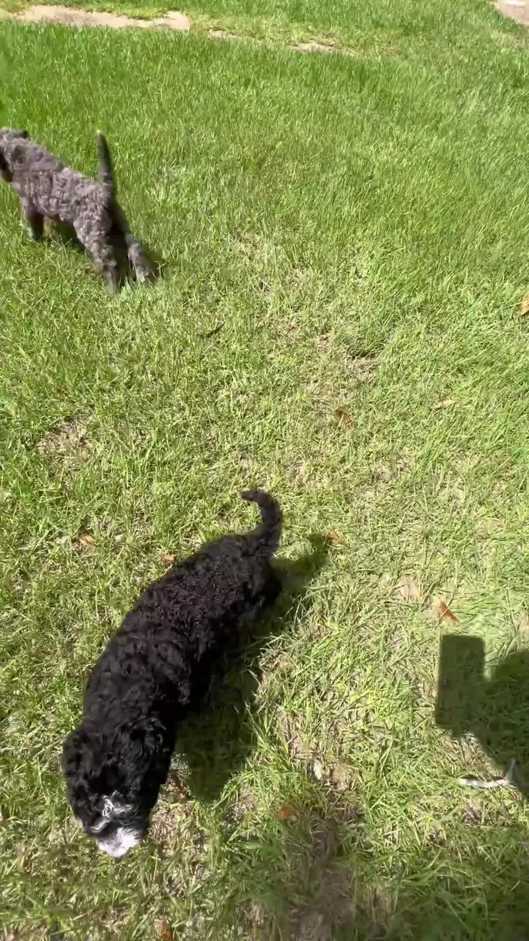 Mixed Breed dogs for sale: Miss Merle - Video 1