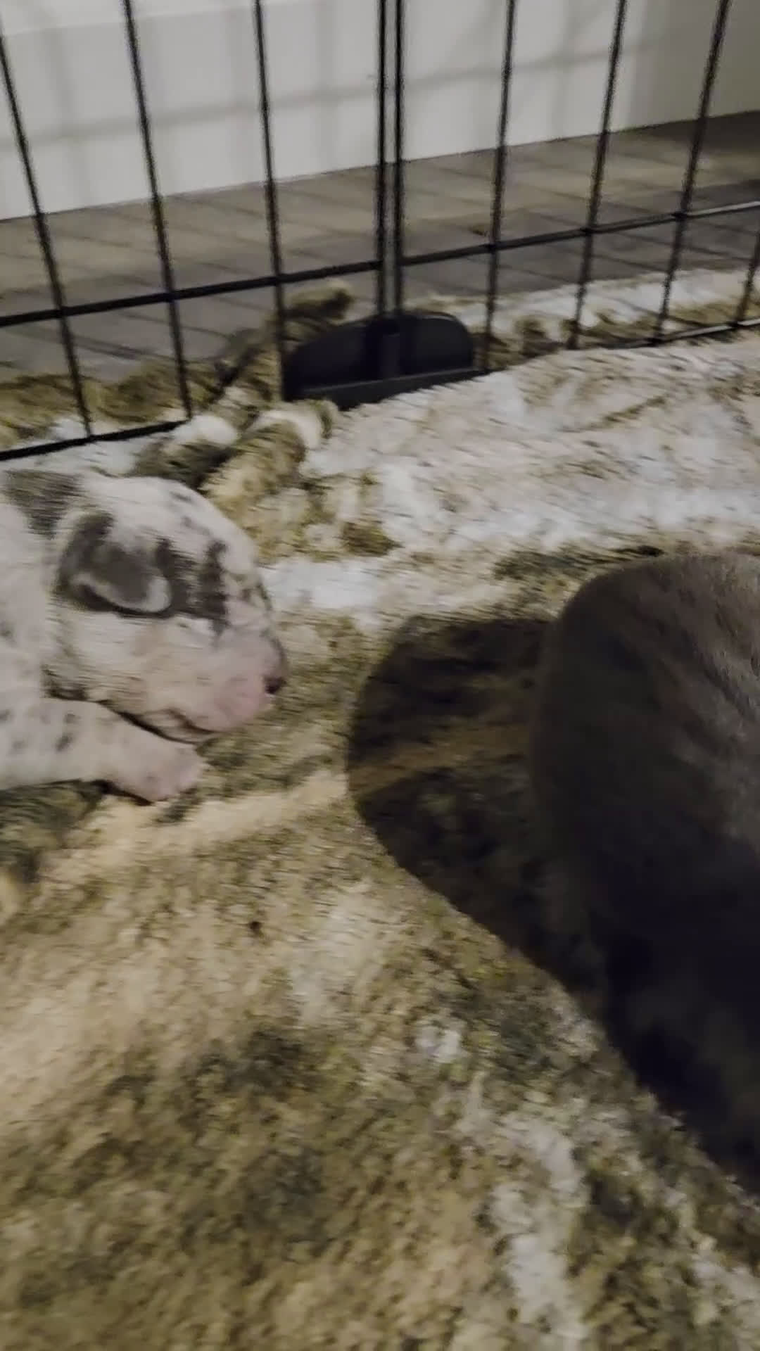 American Bulldog dogs for sale: Blue Tri Female (Purple) - Video 1