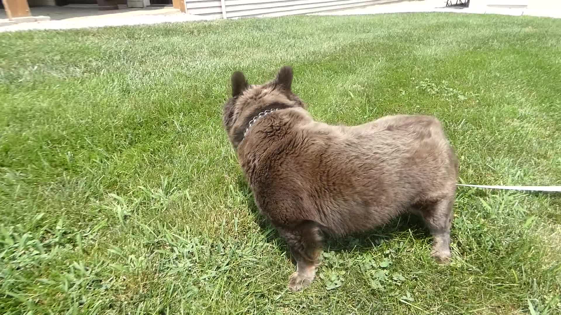 French Bulldog dogs for sale: French Bulldog 1 Hazley - Video 1