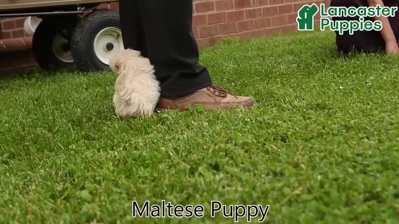 Maltese dogs for sale: Casper - Video 1