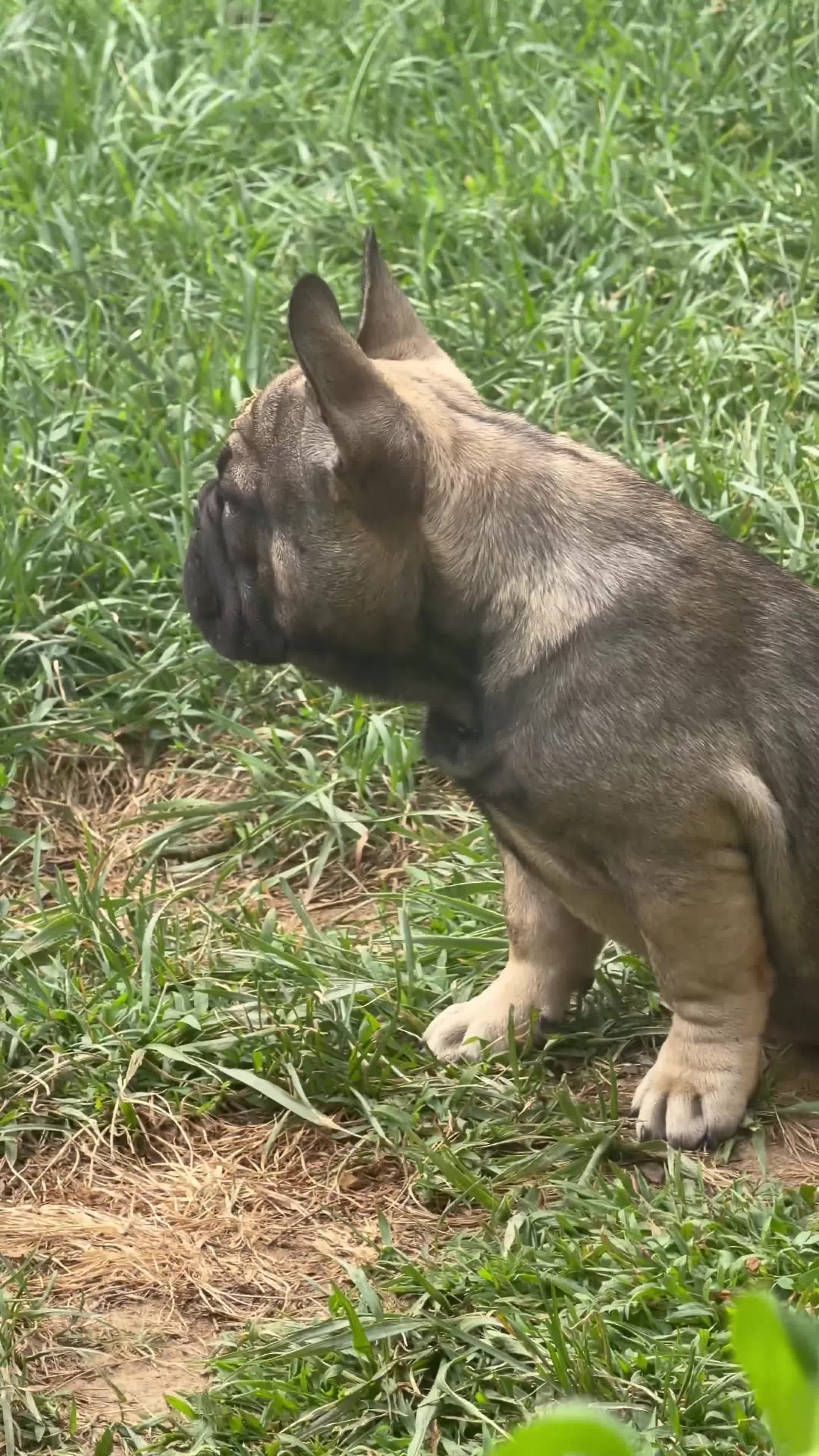 French Bulldog dogs for sale: French Bulldog 1 - Video 3