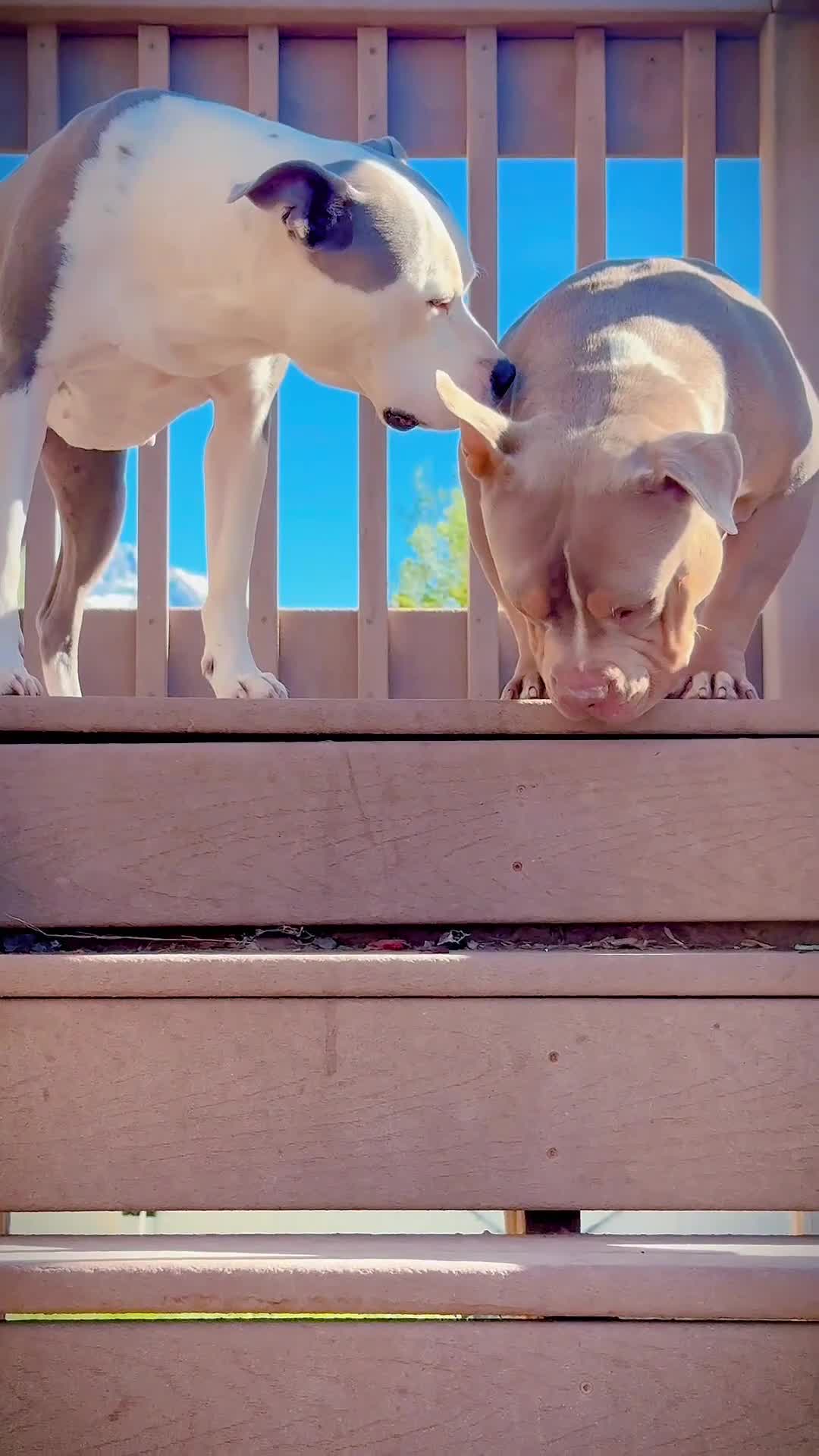 American Bully dogs for stud: Stud only - Video 1