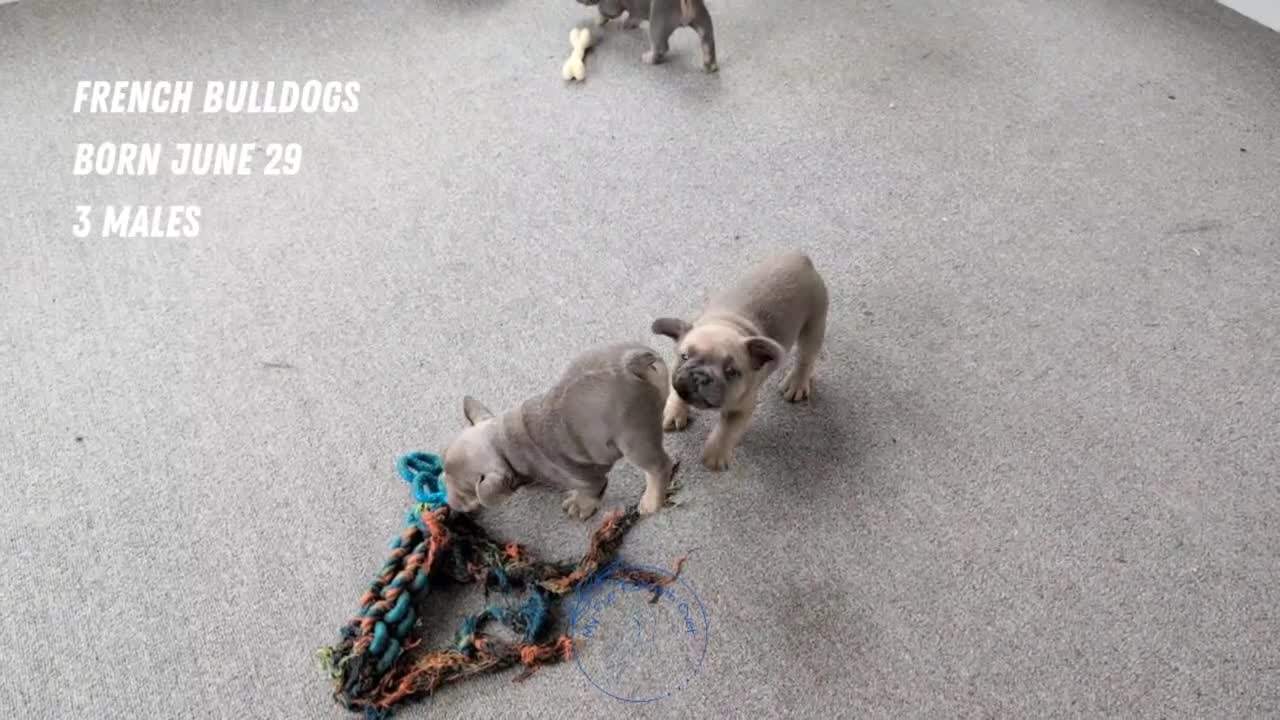 French Bulldog dogs for sale: Yoda - Video 2