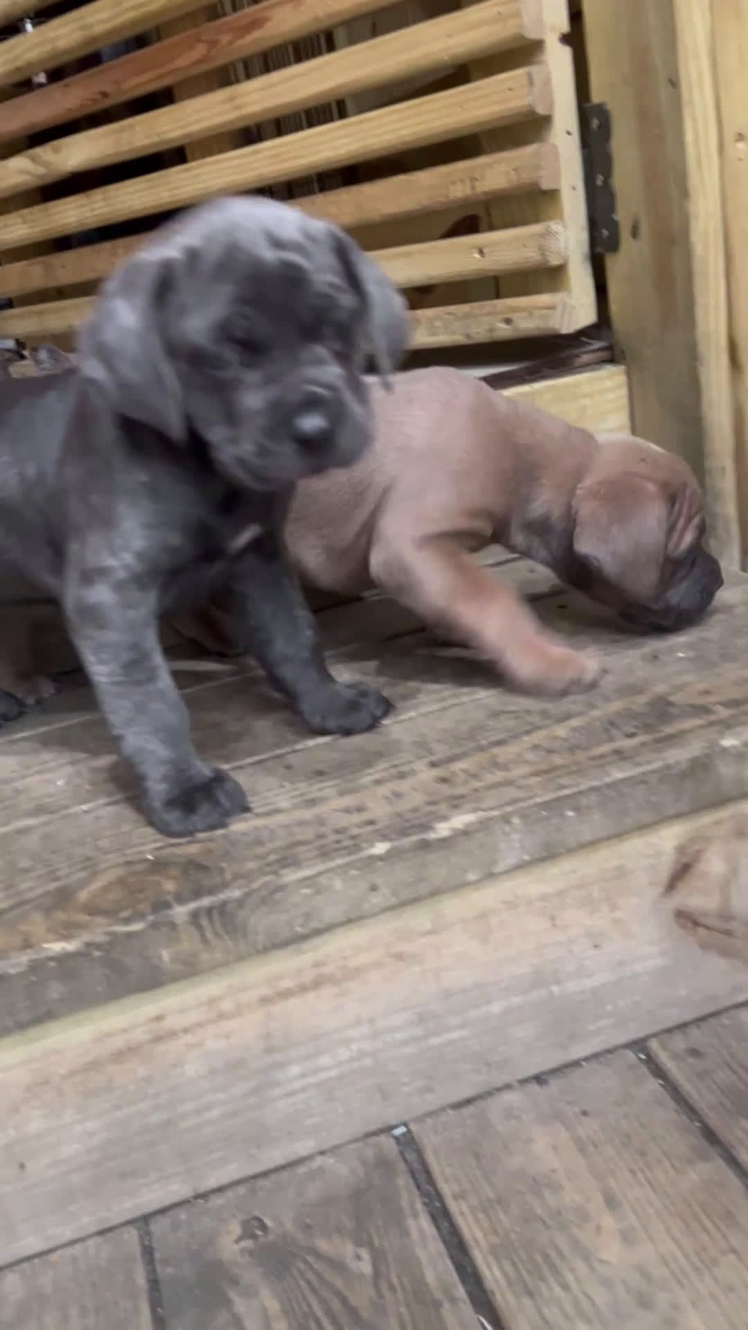 Cane Corso dogs for sale: Cane Corso Puppy 3 - Video 1