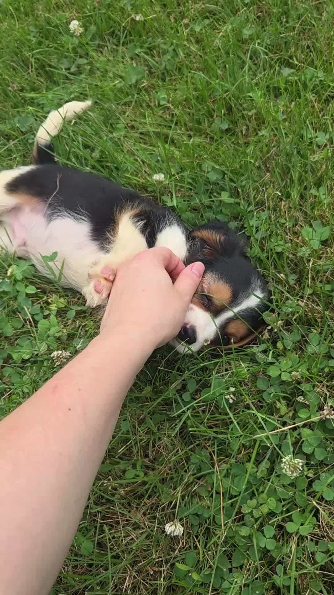 Cavalier King Charles Spaniel dogs for sale: Banjo - Video 1
