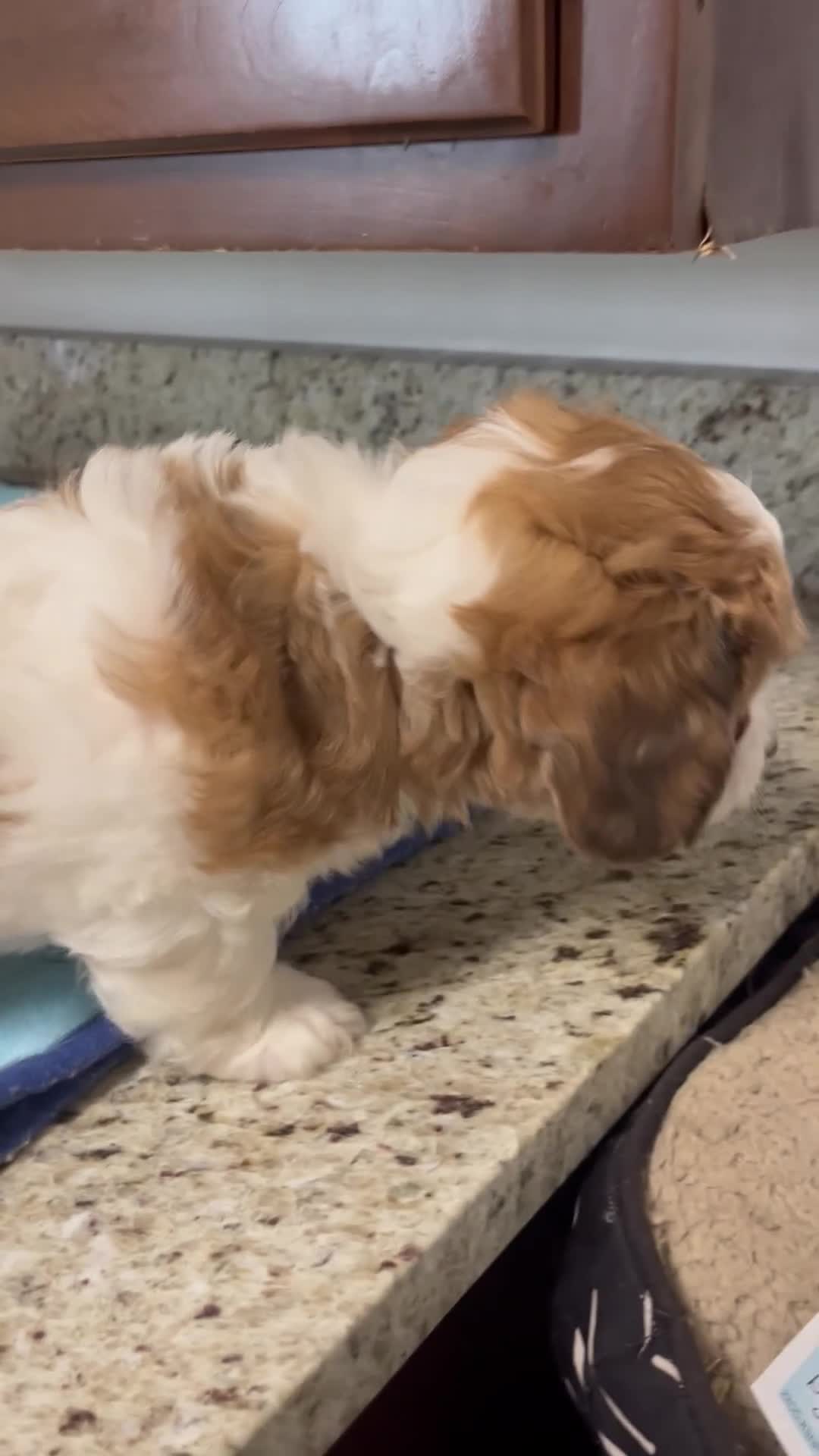 Mixed Breed dogs for sale: Colton - Video 1