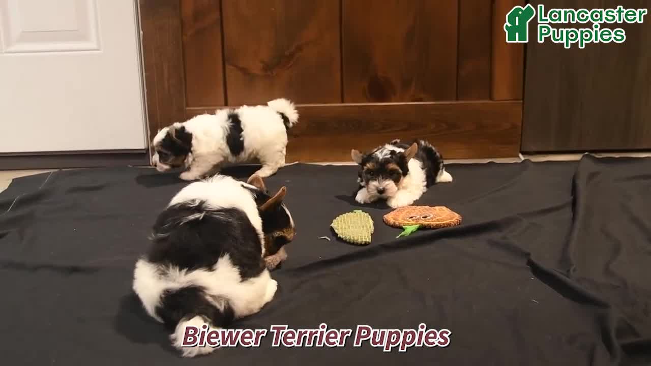Biewer Terrier dogs for sale: Velvet  - Video 1
