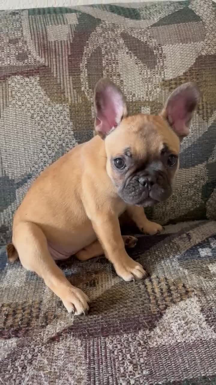 French Bulldog dogs for sale: SNOW WHITE - BEAUTY in CALI, USA DELIVERY & FINANCING OPTIONS! - Video 2