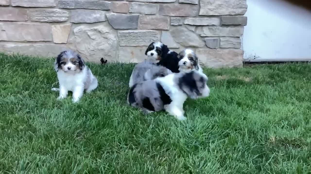 Cavapoo dogs for sale: Daisy  - Video 1