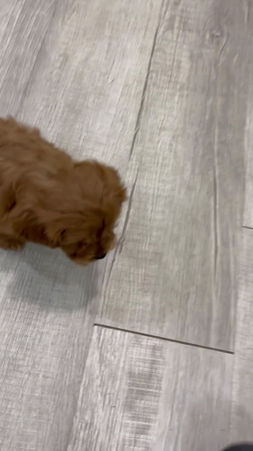 Cavapoo dogs for sale: Roxy - Video 1