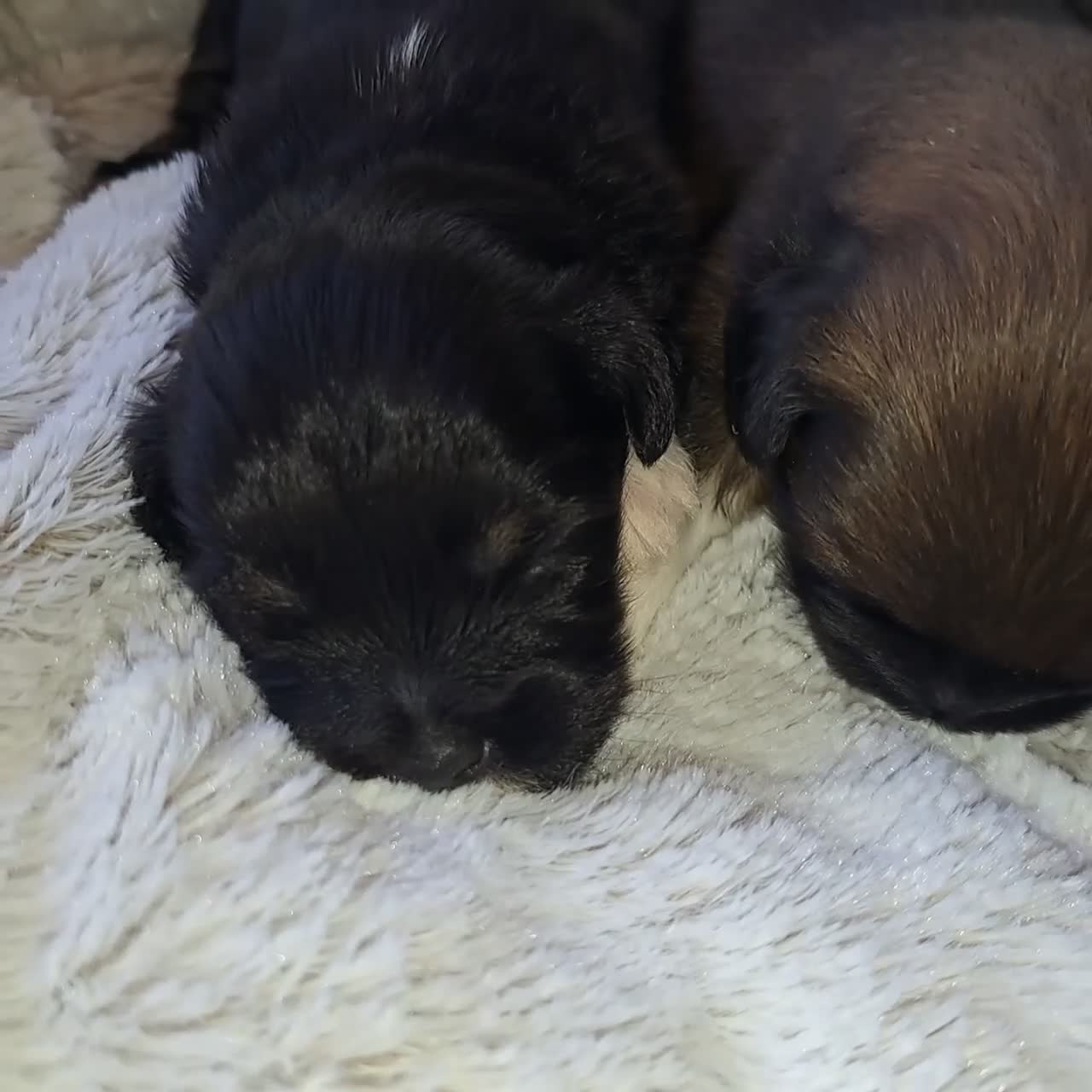 Lhasa Apso dogs for sale: Shelby - Video 1