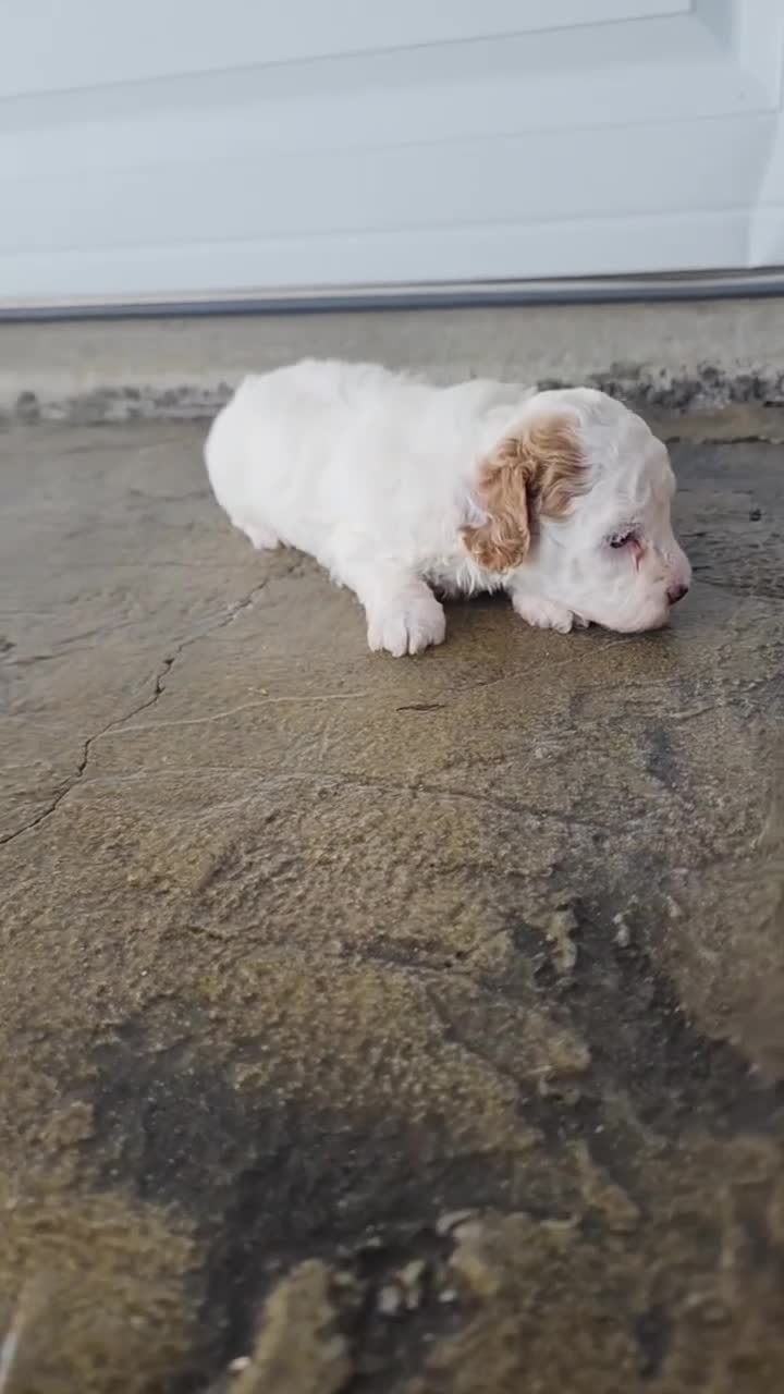 Toy Poodle dogs for sale: Toy Poodle 4 - Video 1