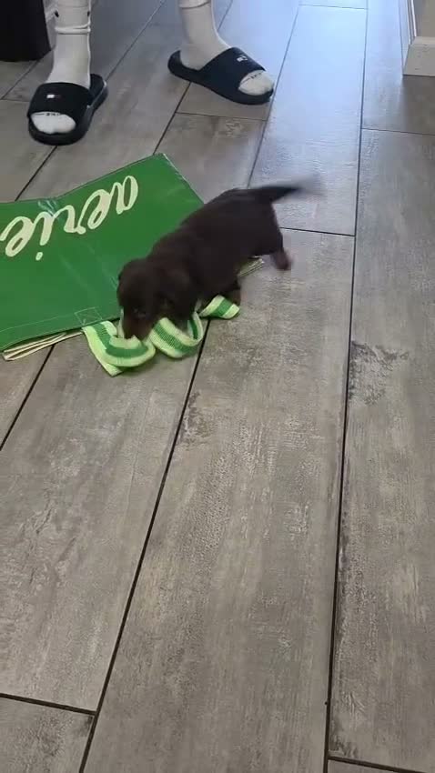 Miniature Dachshund dogs for sale: Coco - Video 1