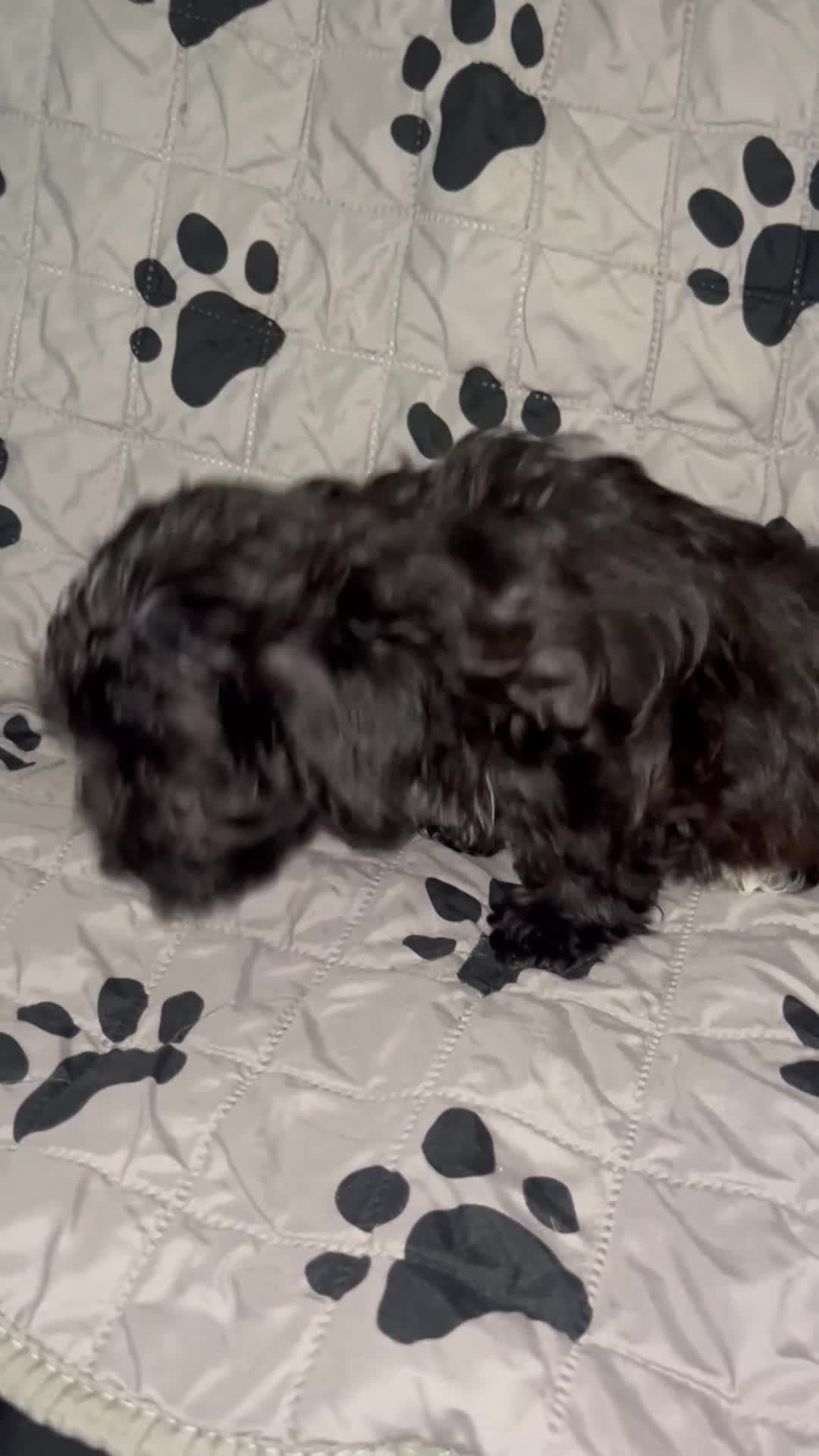 Yorkiepoo dogs for sale: Phatta - Video 1