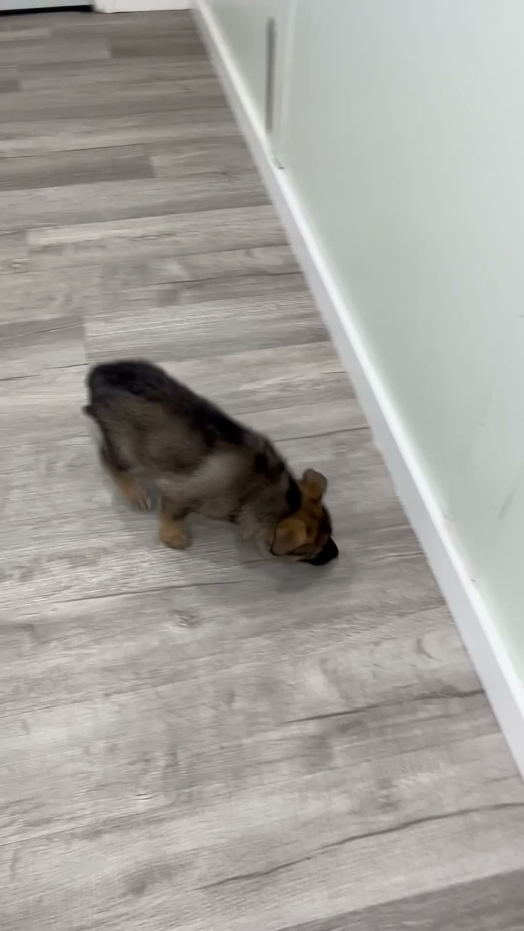 German Shepherd dogs for sale: Carson - Video 1