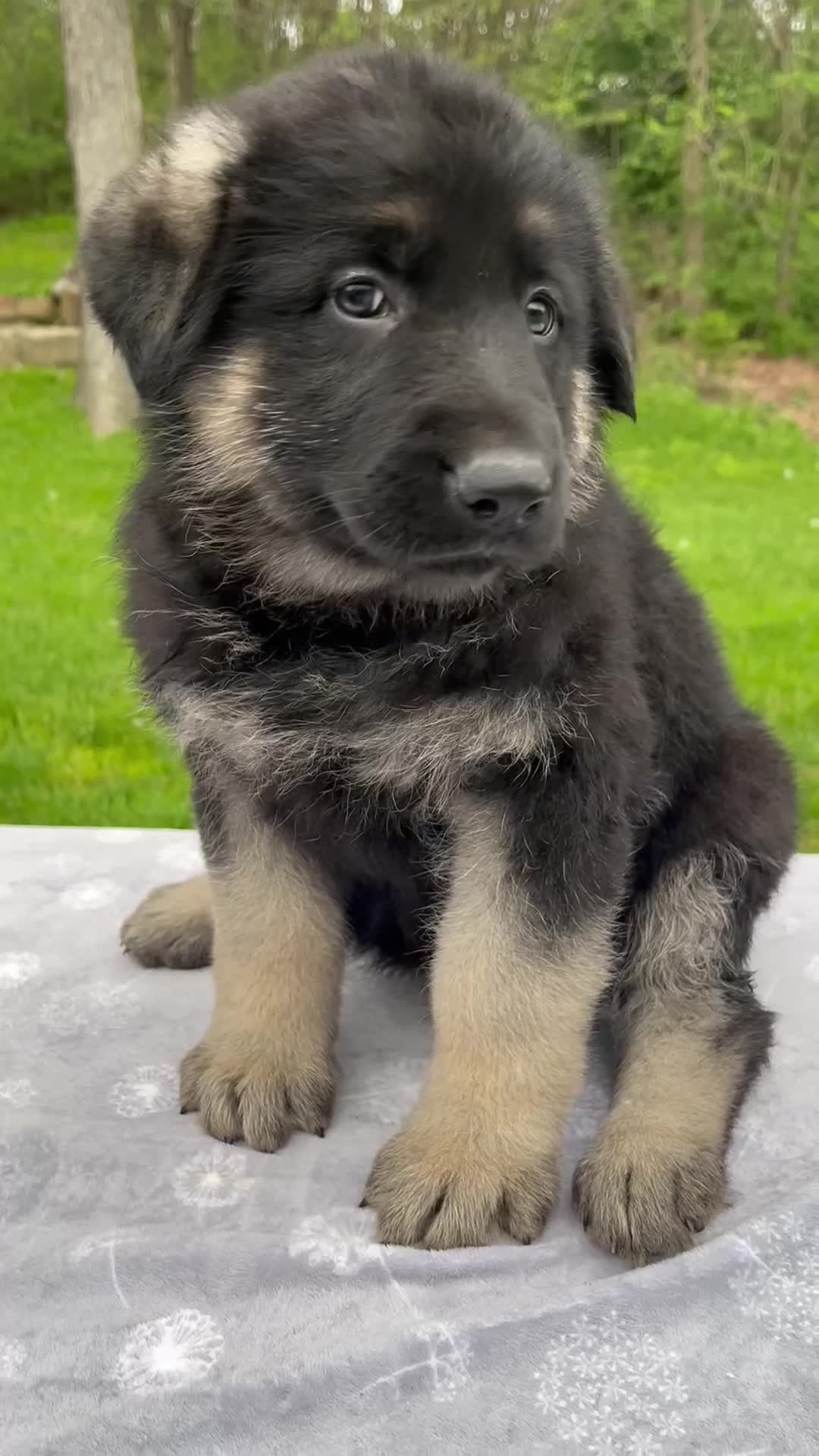 German Shepherd dogs for sale: Frisky - Video 1