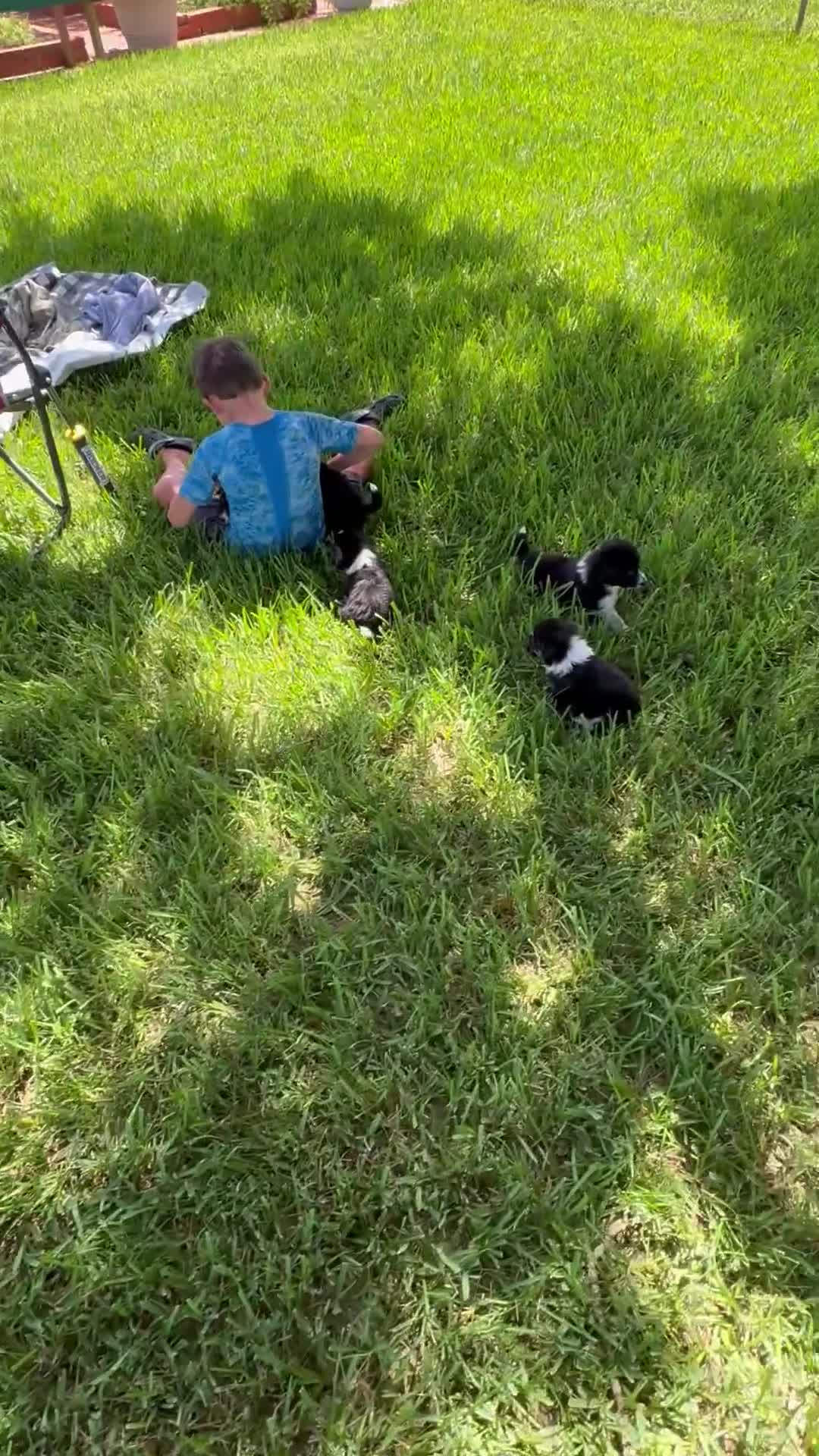 Mixed Breed dogs for sale: Trip - Video 3