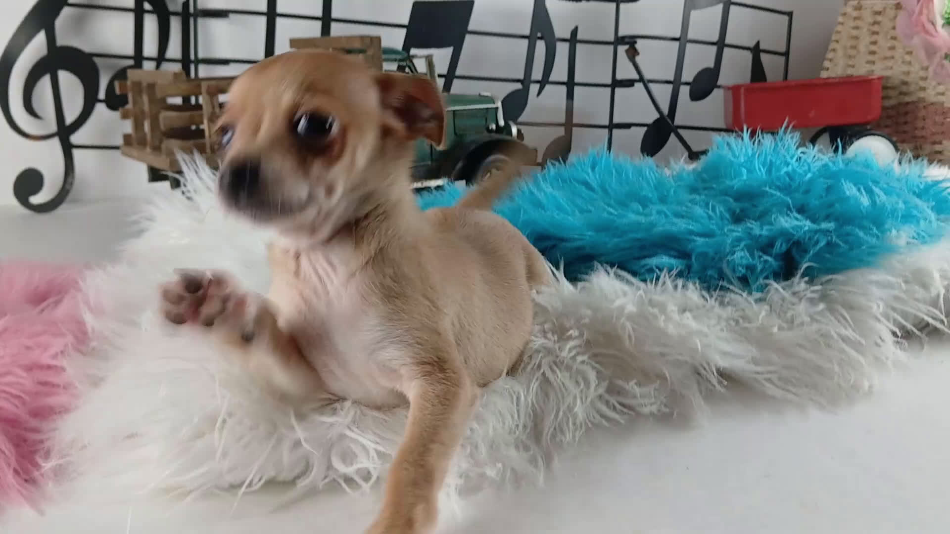 Chihuahua dogs for sale: Sparkles fawn boy, Nationwide delivery  - Video 1