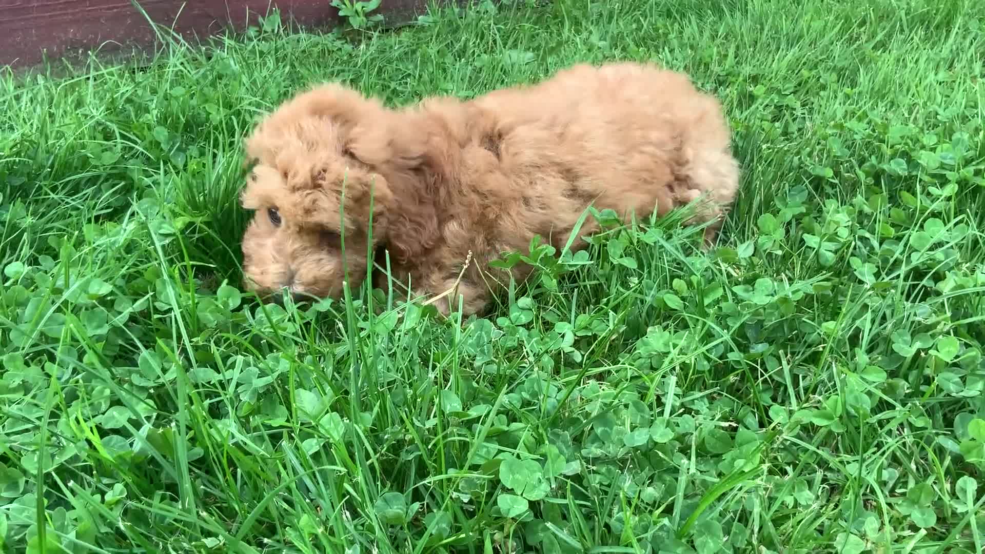 Miniature Poodle dogs for sale: Dicky - Video 1