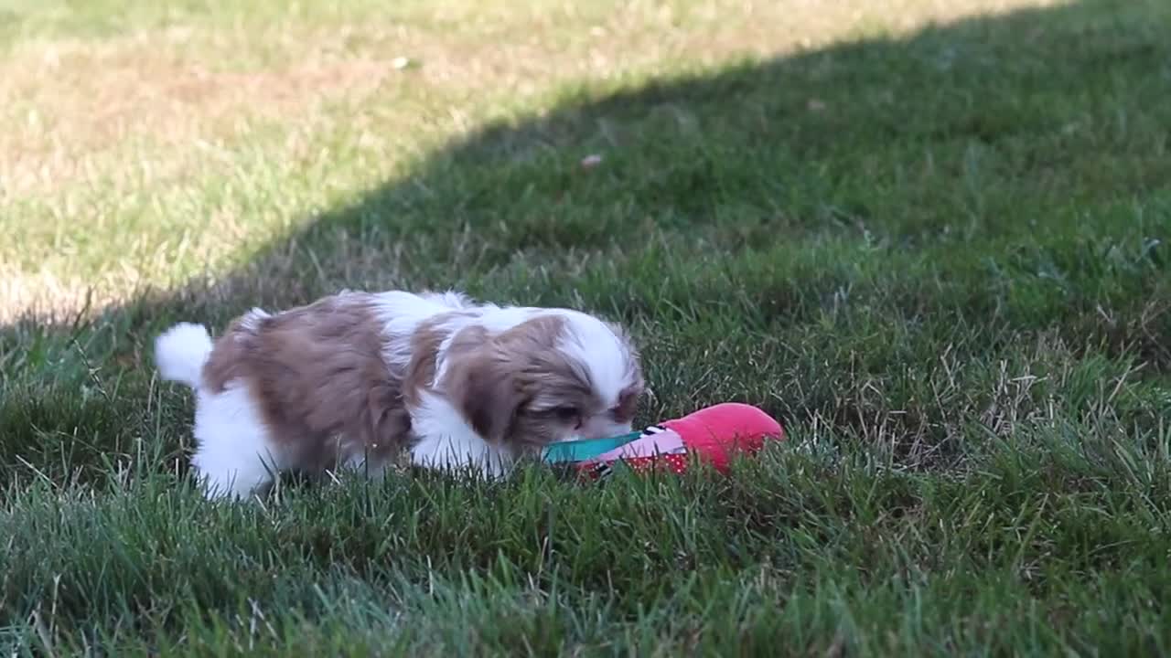 Shih Tzu dogs for sale: River - Video 3