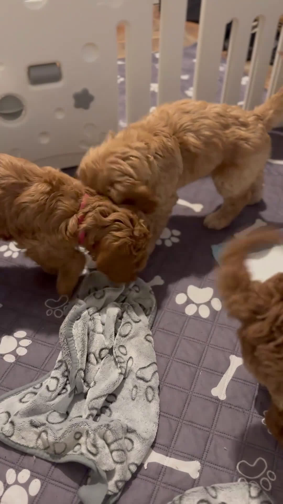 Labradoodle dogs for sale: Labradoodle Puppy 1 - Video 2