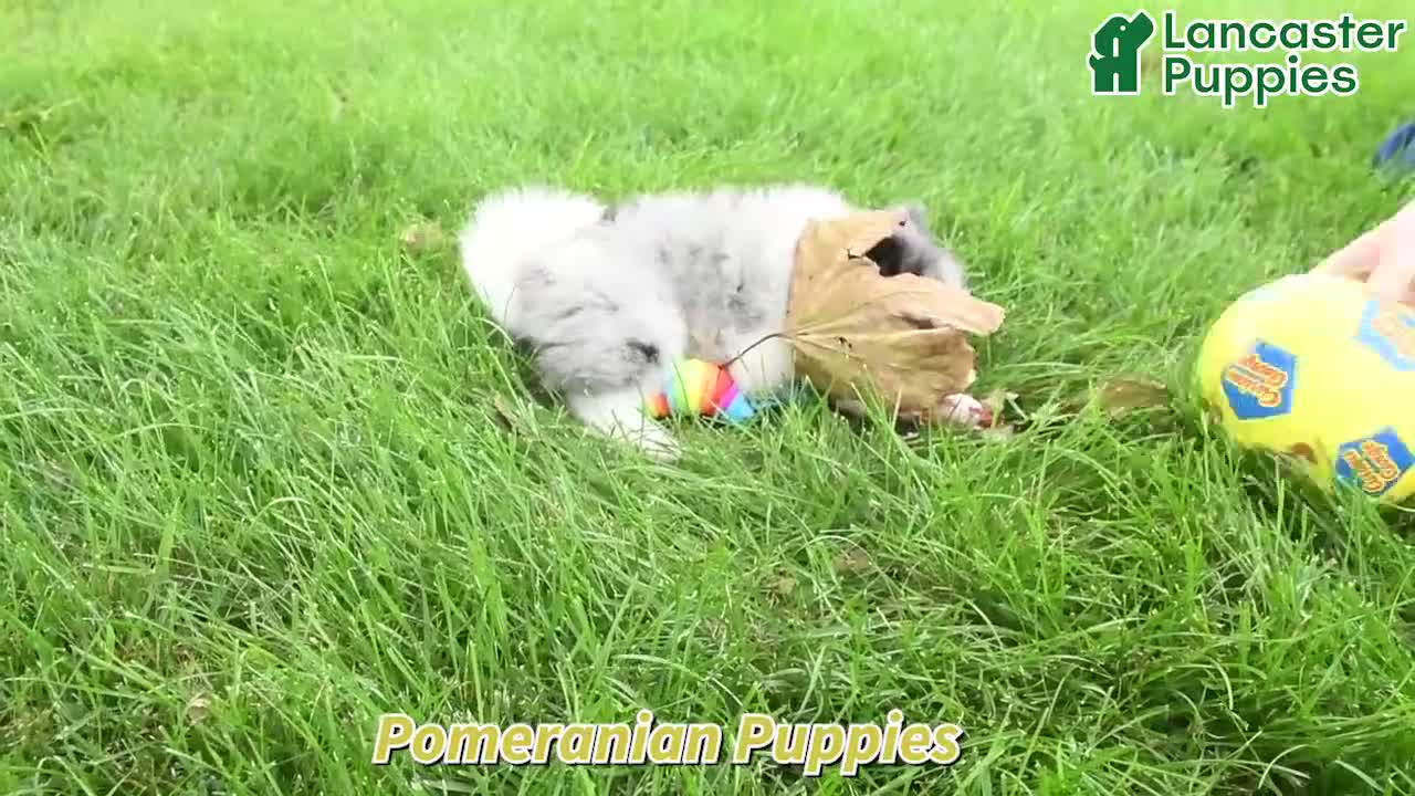 Pomeranian dogs for sale: Samson - Video 1