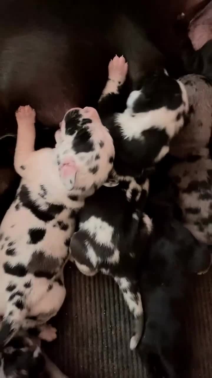 Great Dane dogs for sale: Rhythm & Soul's Heart of Soul Coco Jones - Video 1