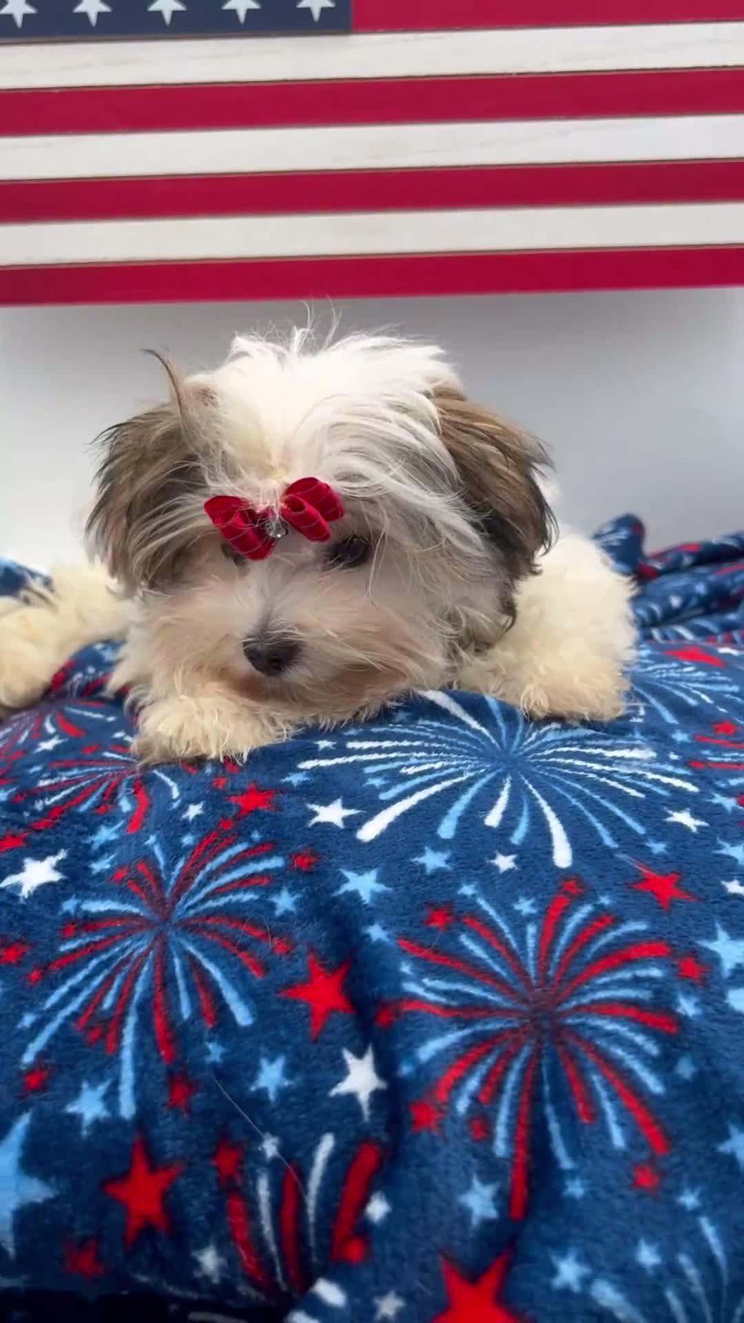 Morkie dogs for sale: Keith - Video 1