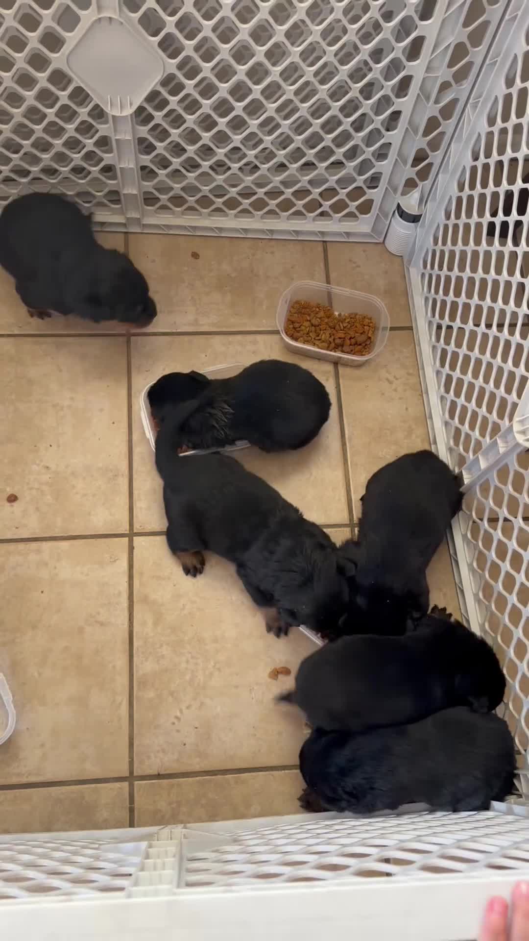 Rottweiler dogs for sale: Rottweiler Puppy 1 - Video 1