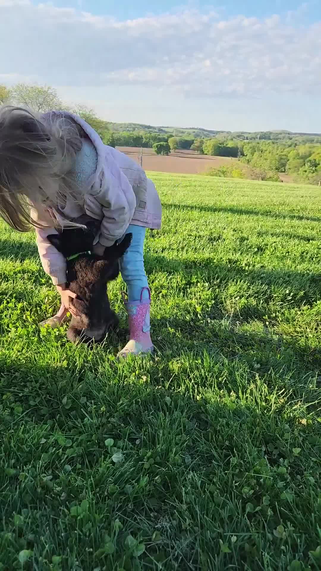 German Shepherd dogs for sale: Clover - Video 1