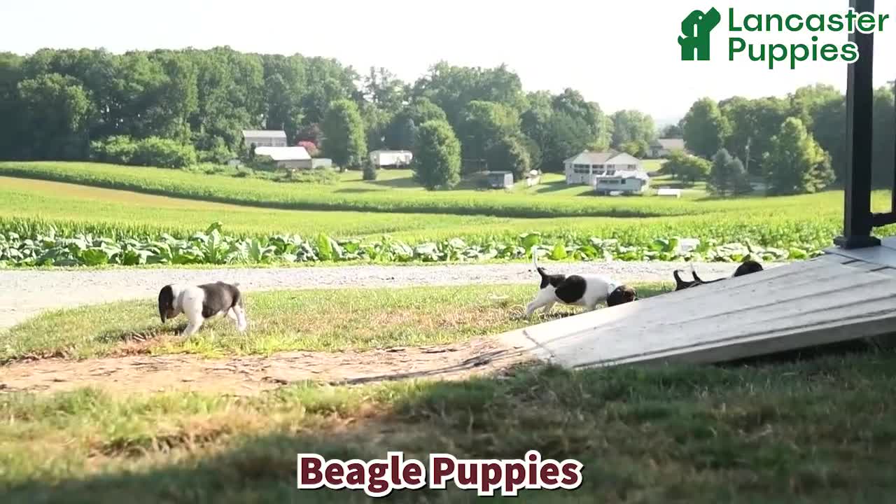 Beagle dogs for sale: Hadassah - Video 1