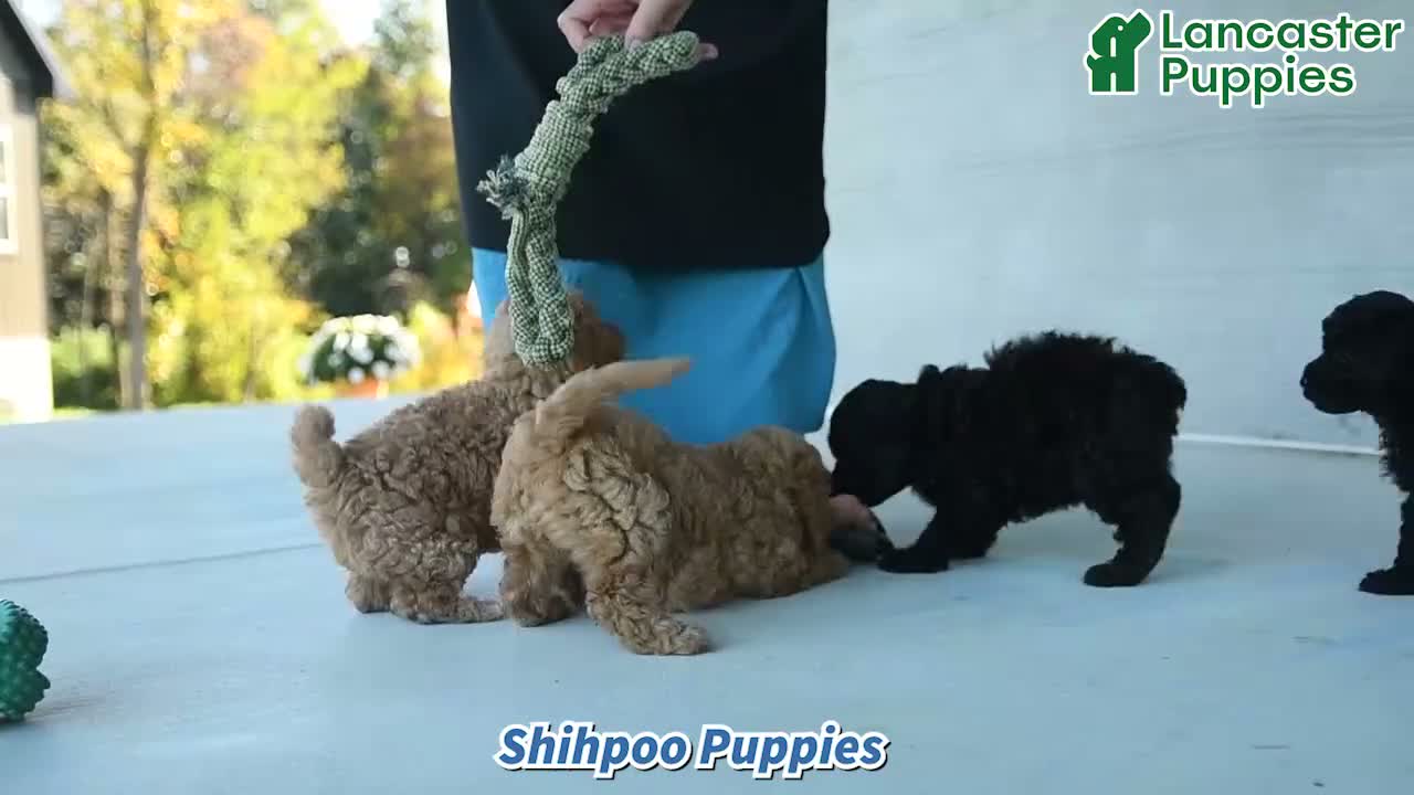 Shihpoo dogs for sale: Maxine - Video 1
