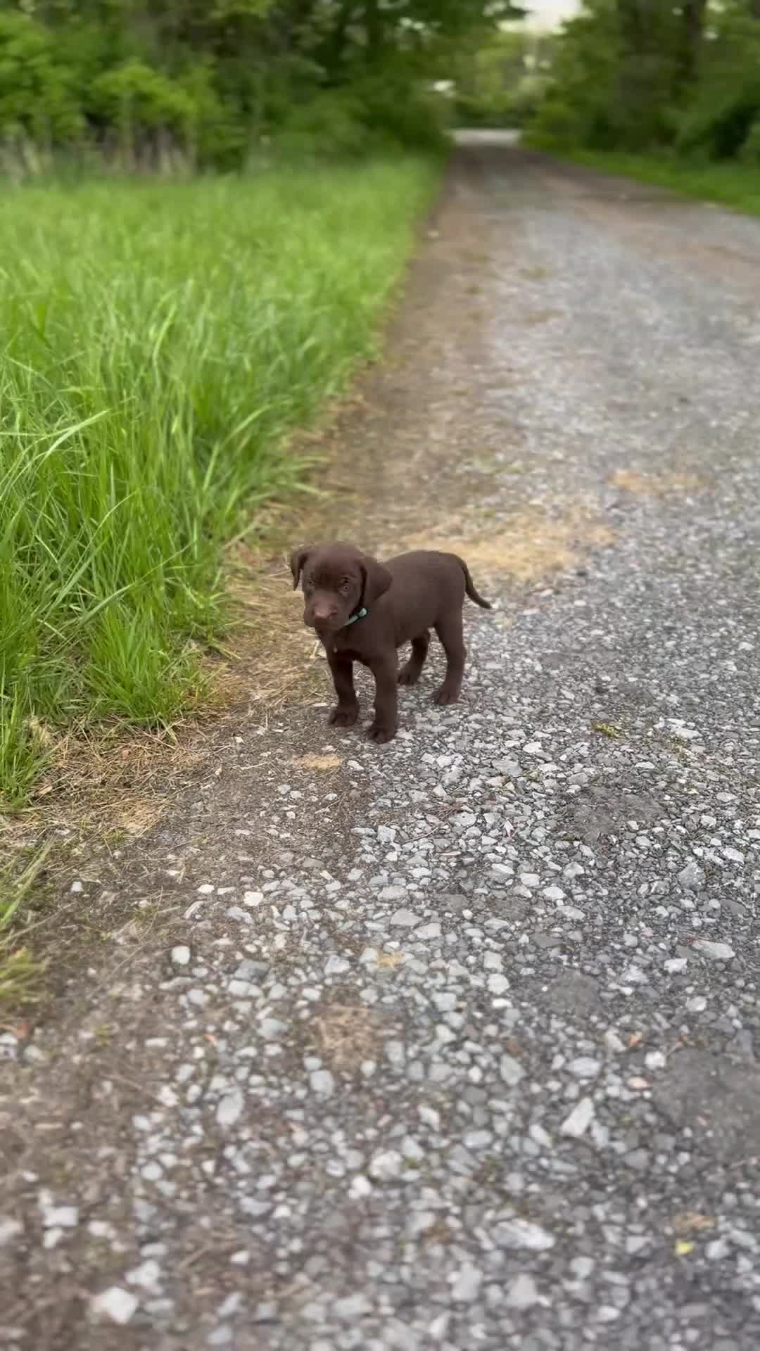 Labrador Retriever dogs for sale: Zoe - Video 1