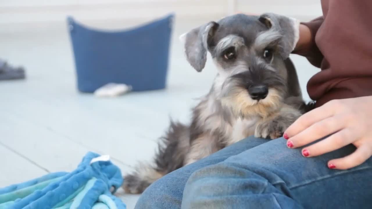 Miniature Schnauzer dogs for sale: Quest Miniature Schnauzer (crate and leash Trained) - Video 1