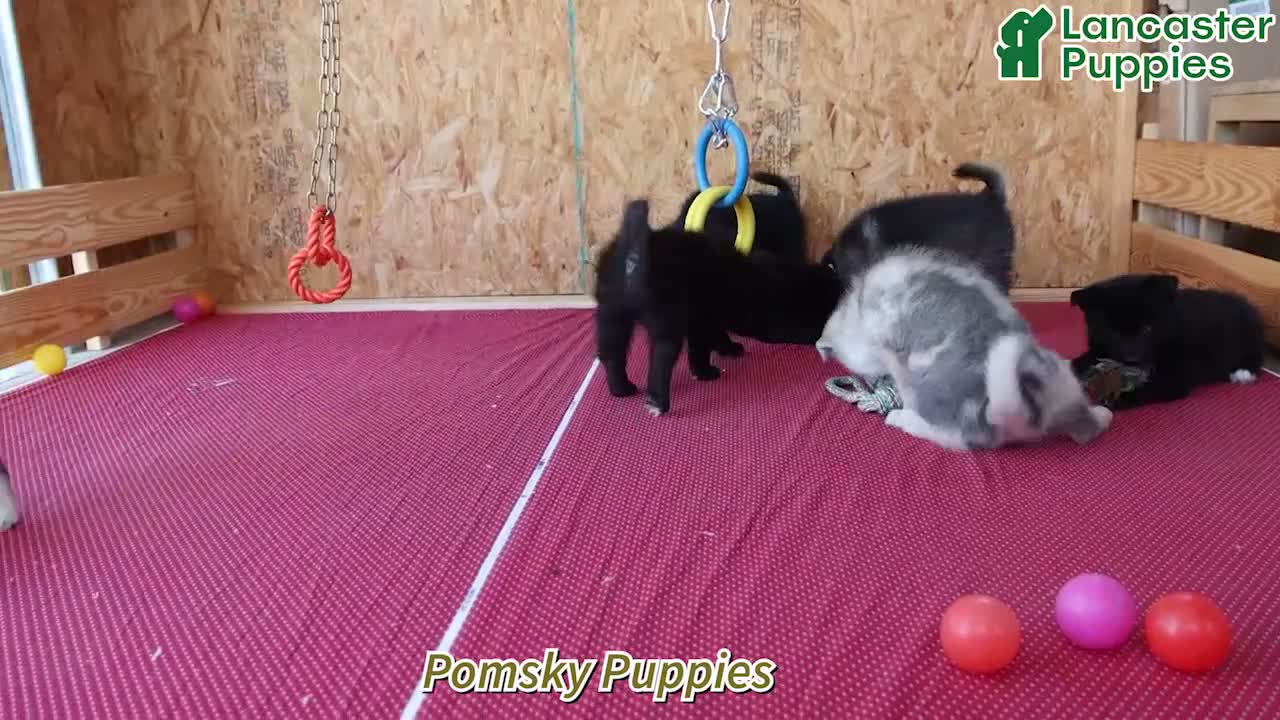 Pomsky dogs for sale: Timber - Video 1