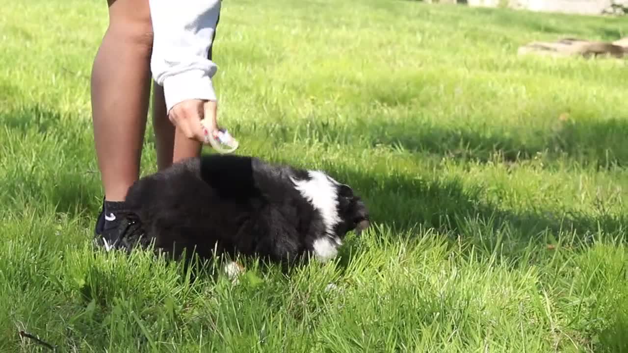 Australian Shepherd dogs for sale: Chase - Video 1