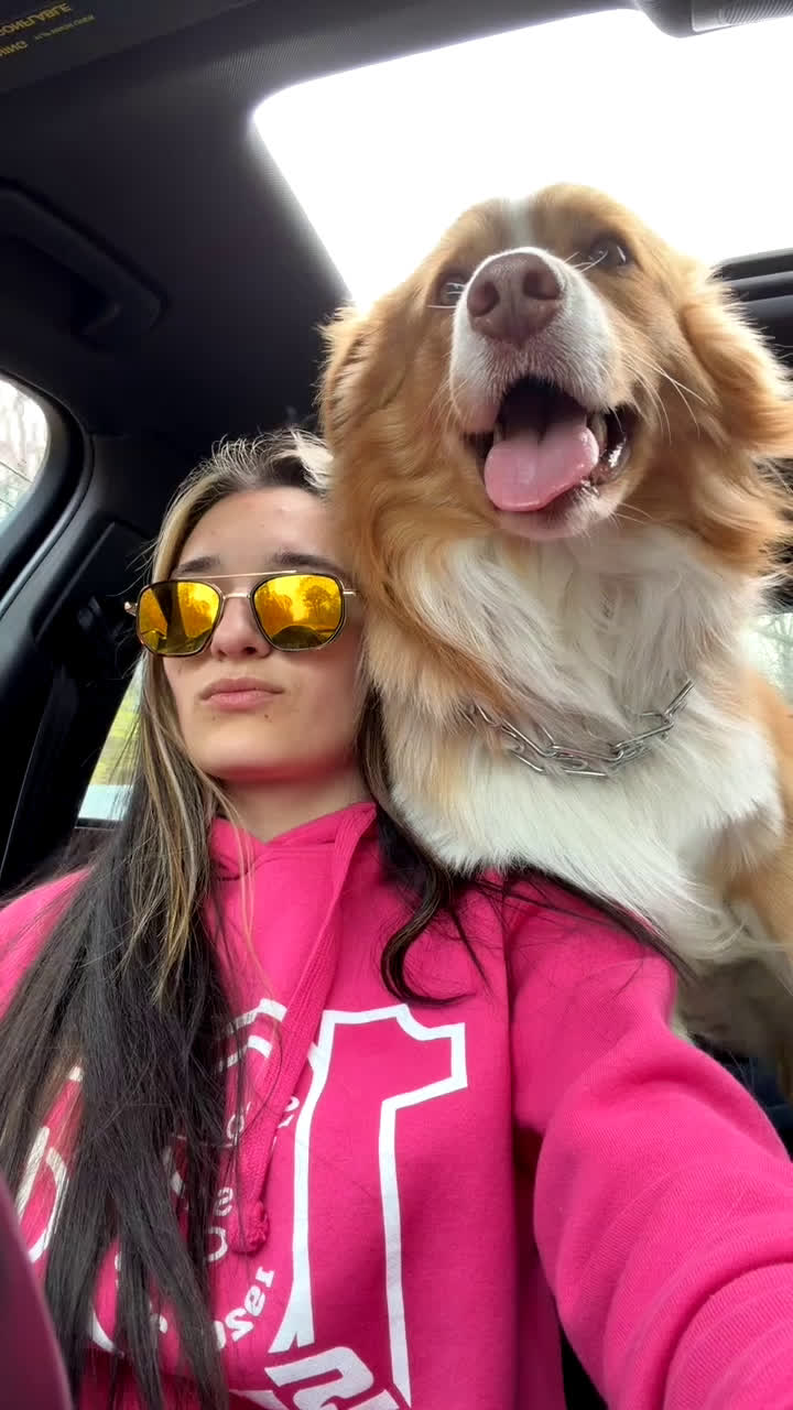 Australian Shepherd dogs for stud: Zeus  - Video 2