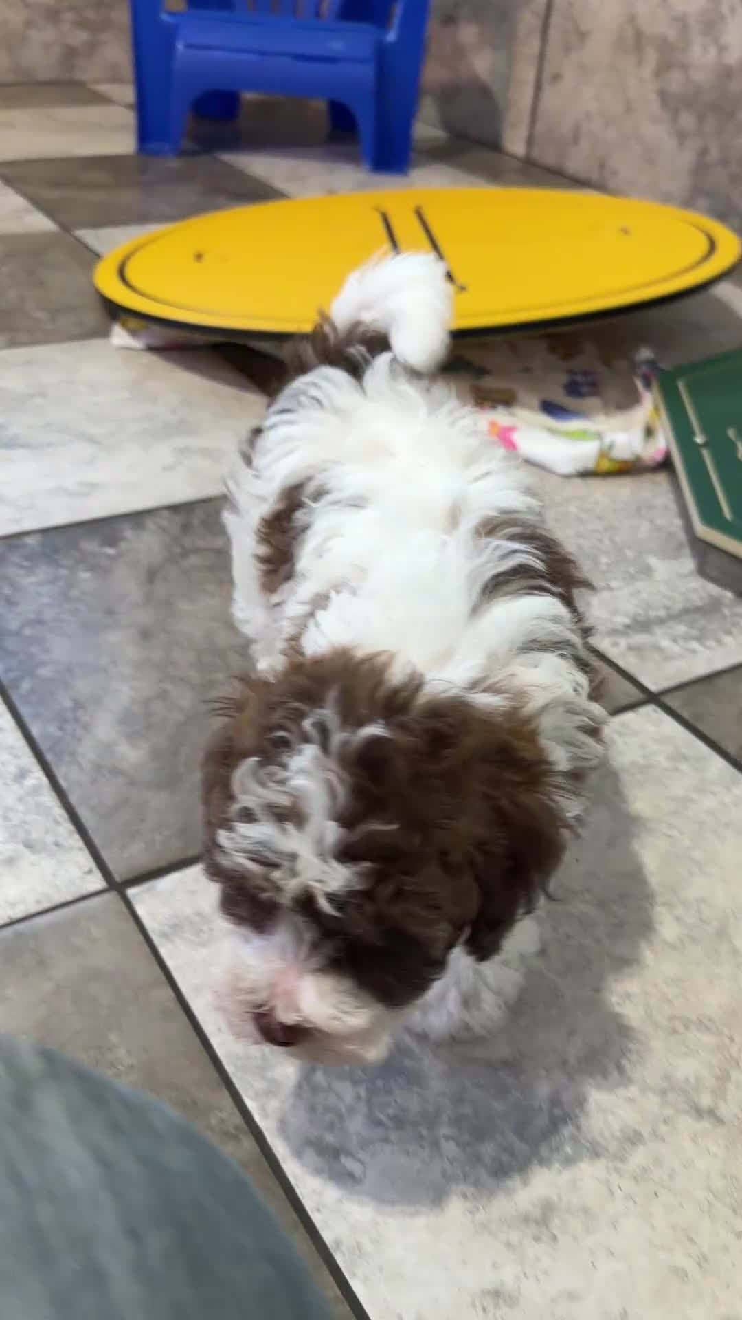 Havapoo dogs for sale: Ryan - Video 1