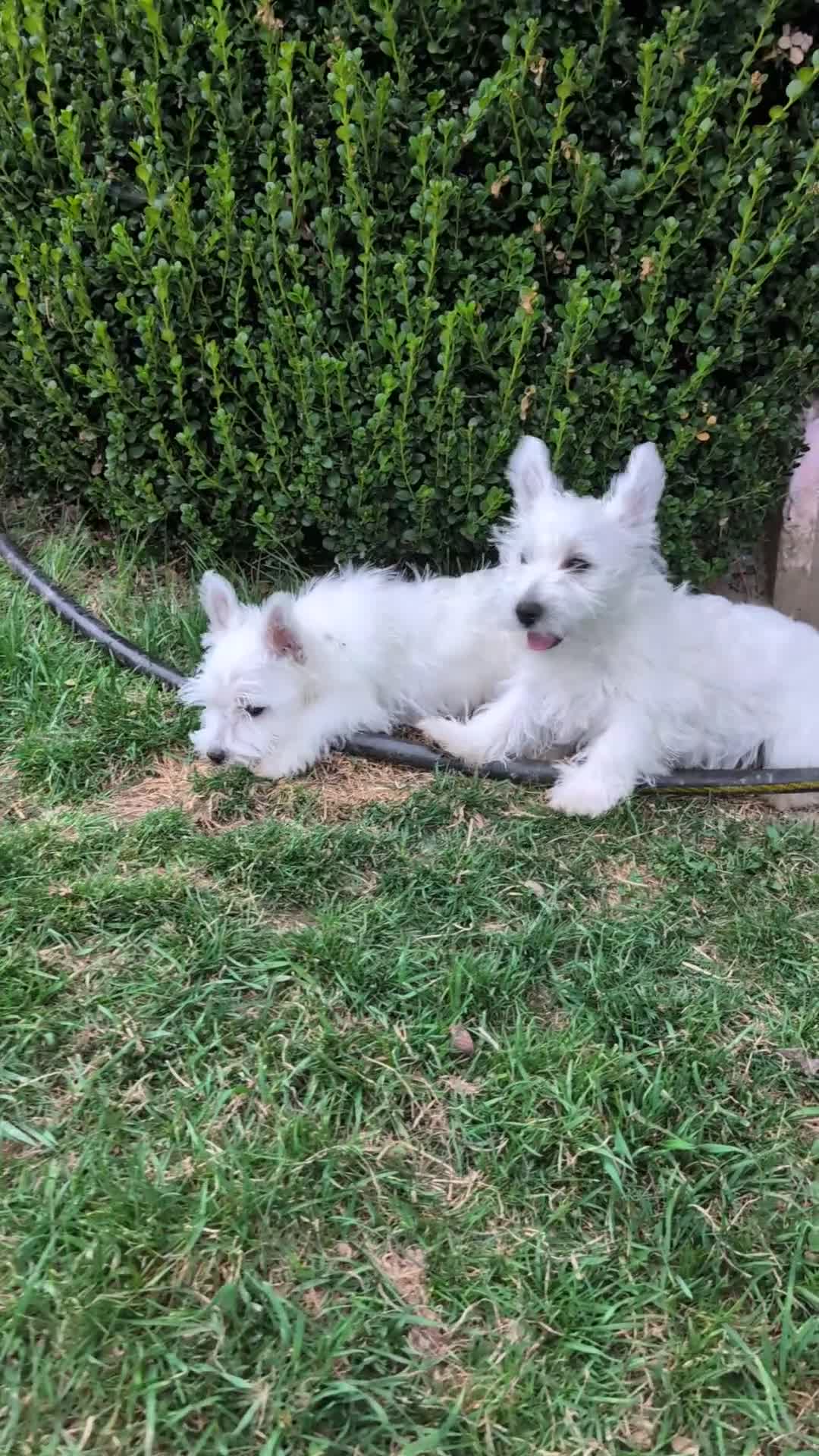 West Highland Terrier dogs for sale: West Highland Terrier Puppy 1 - Video 1