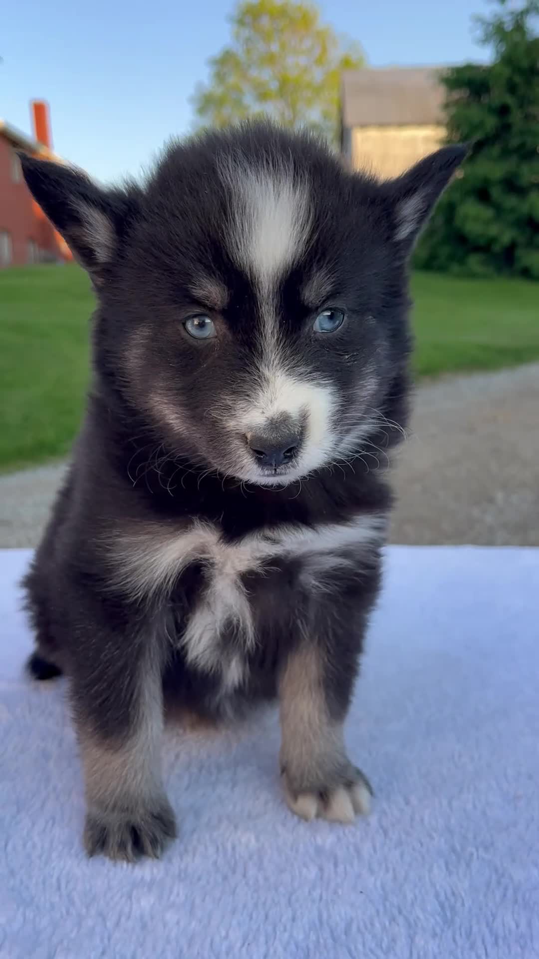 Pomsky dogs for sale: Maverick - Video 1