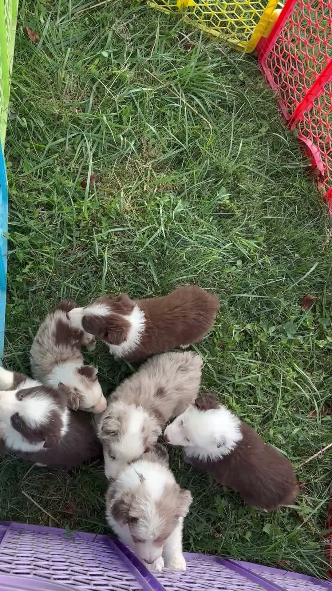 Australian Shepherd dogs for sale: Clove (AKC) - Video 2