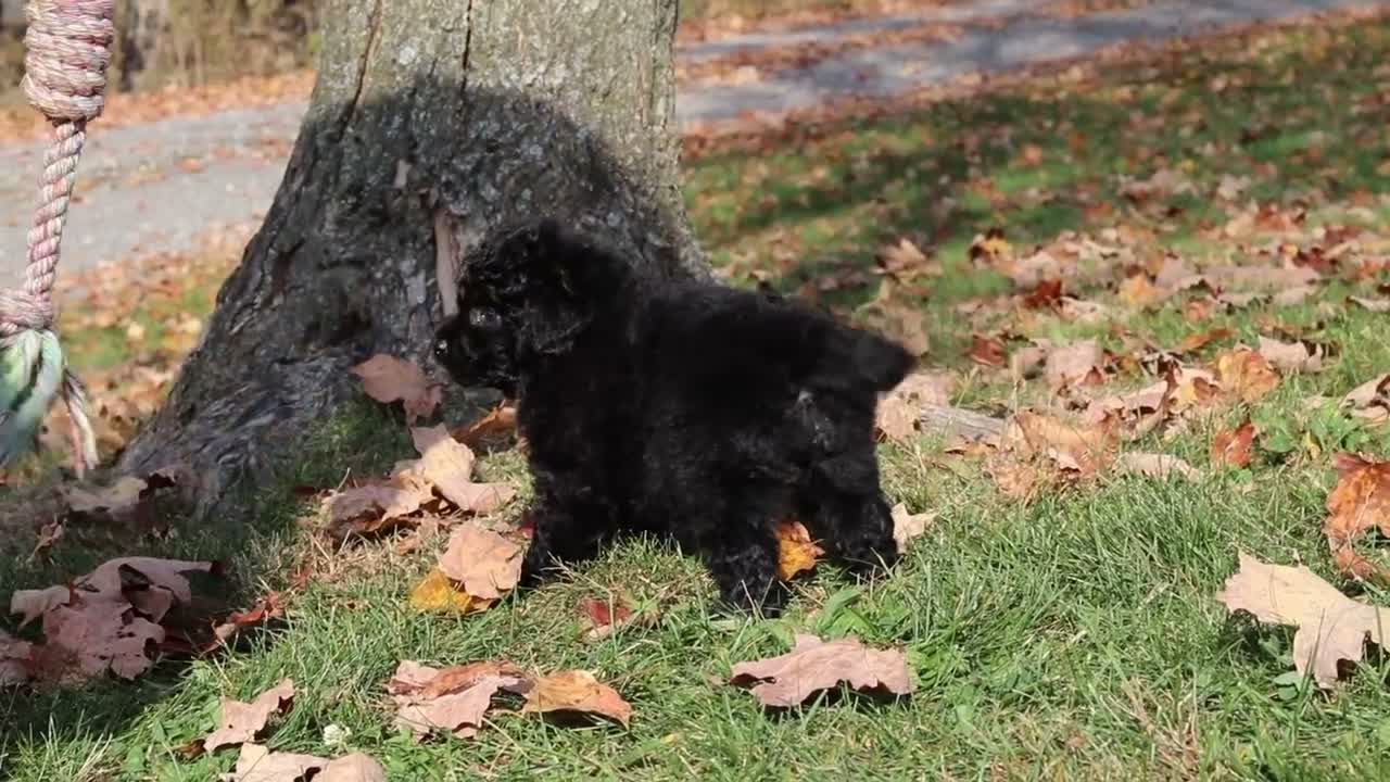 Miniature Poodle dogs for sale: Carter (AKC) - Video 1