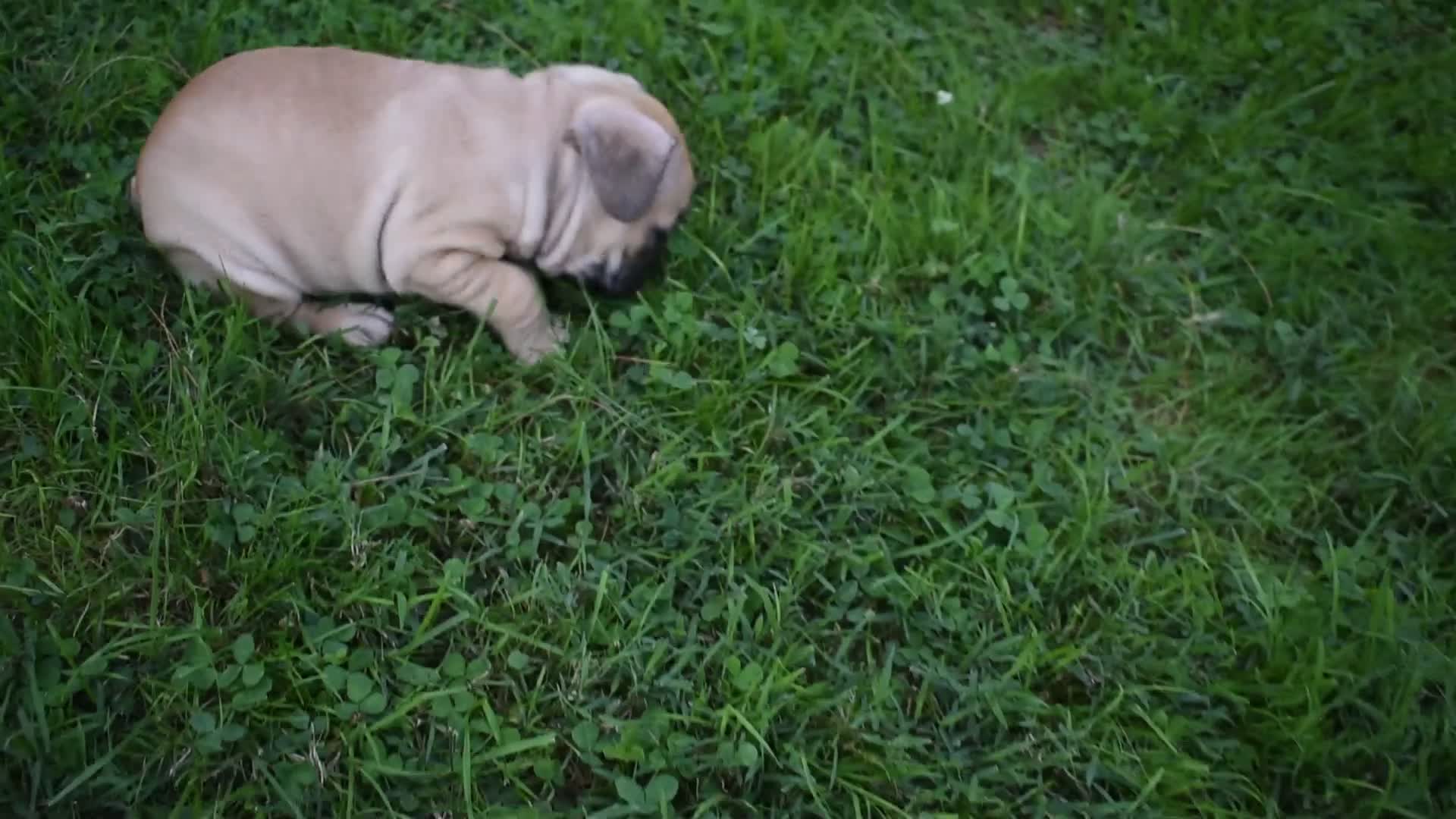 Frug dogs for sale: Monica  - Video 1