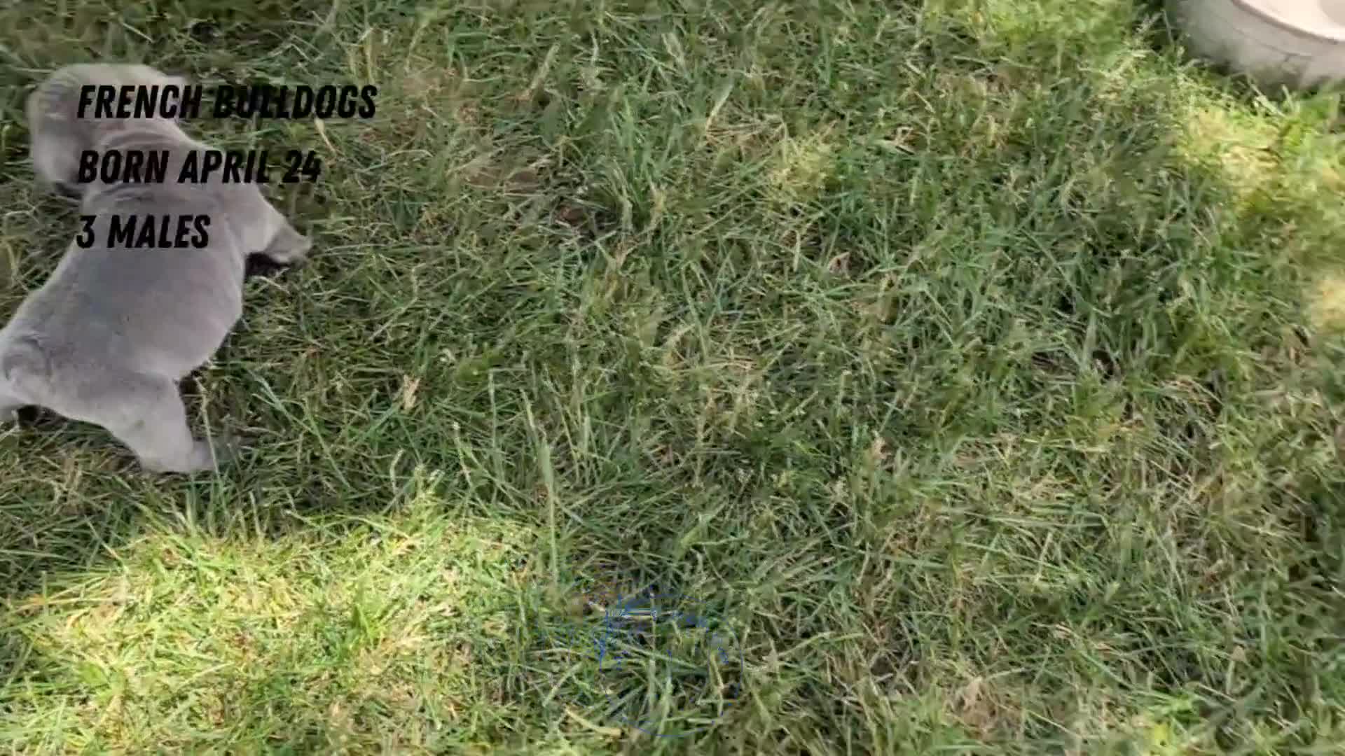 French Bulldog dogs for sale: Zeus - Video 2